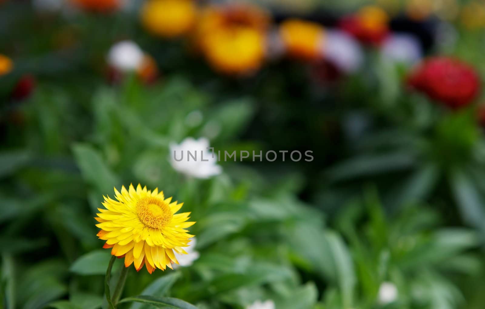 Yellow Daisy with soft focus garden of other flowers