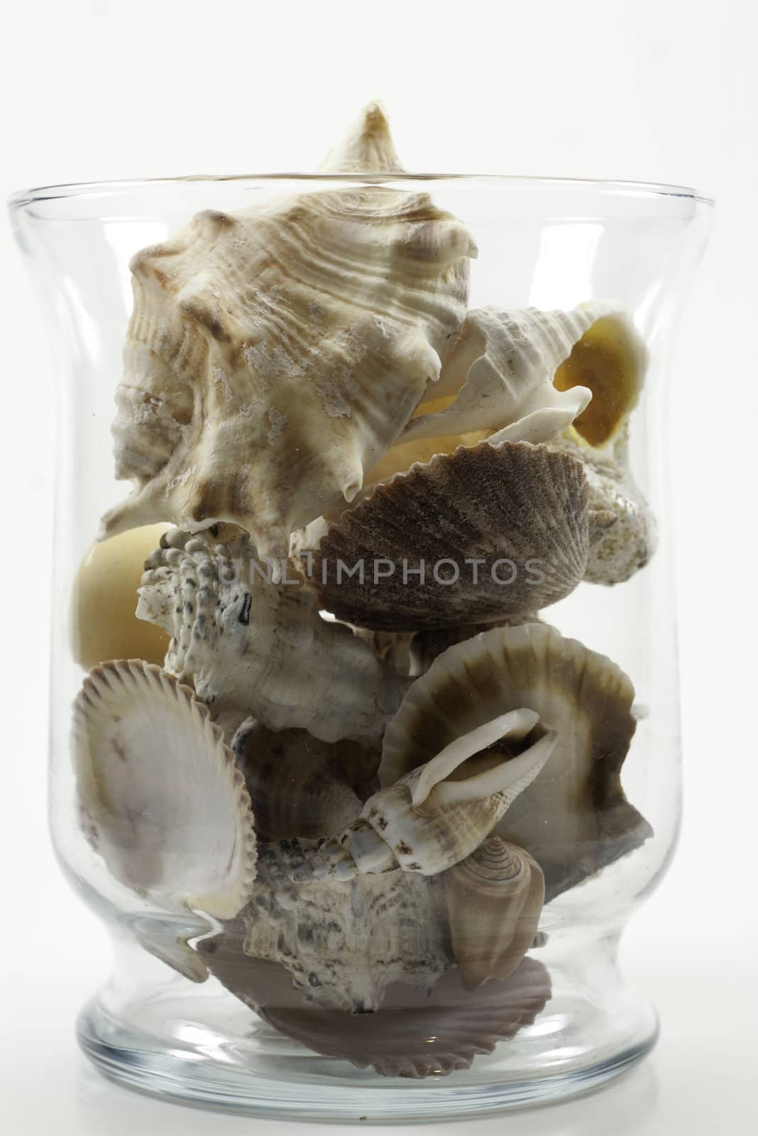 glass vase filled with sea shells by kjcimagery
