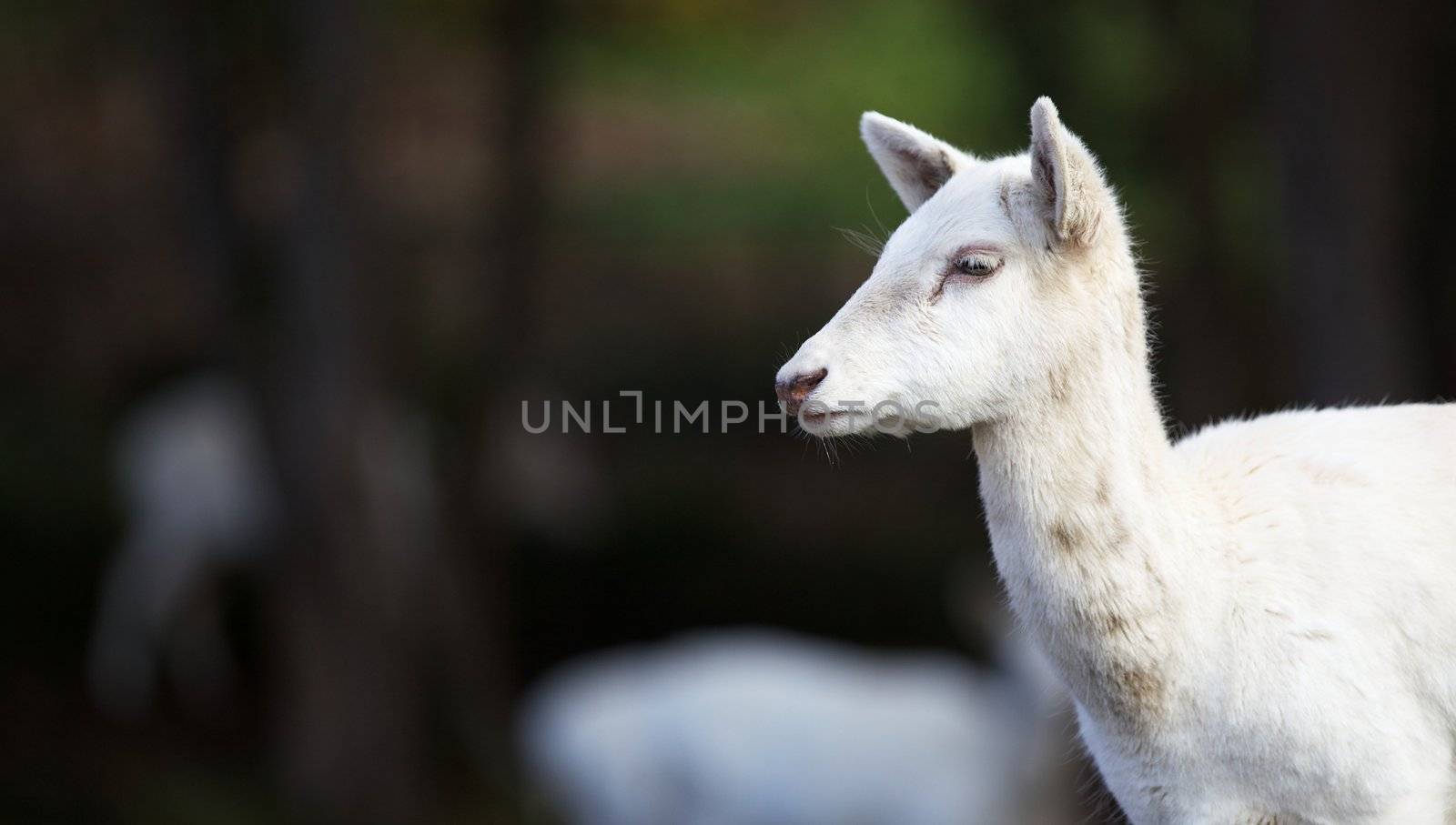 Young White Fallow Deer Head by bobkeenan