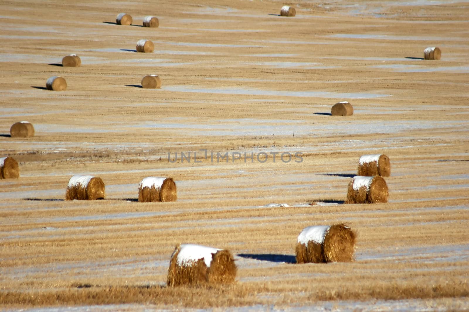 golden hay rolls ready for winter