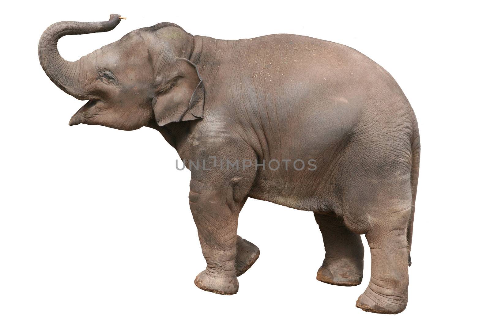 A baby elephant, isolated with clipping path.