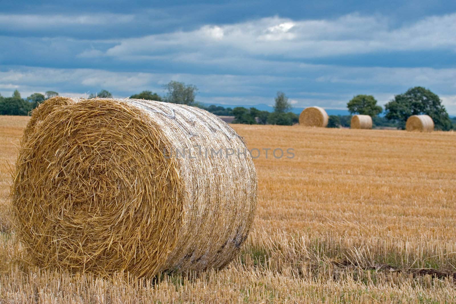 Hay bales standing ready to be collected