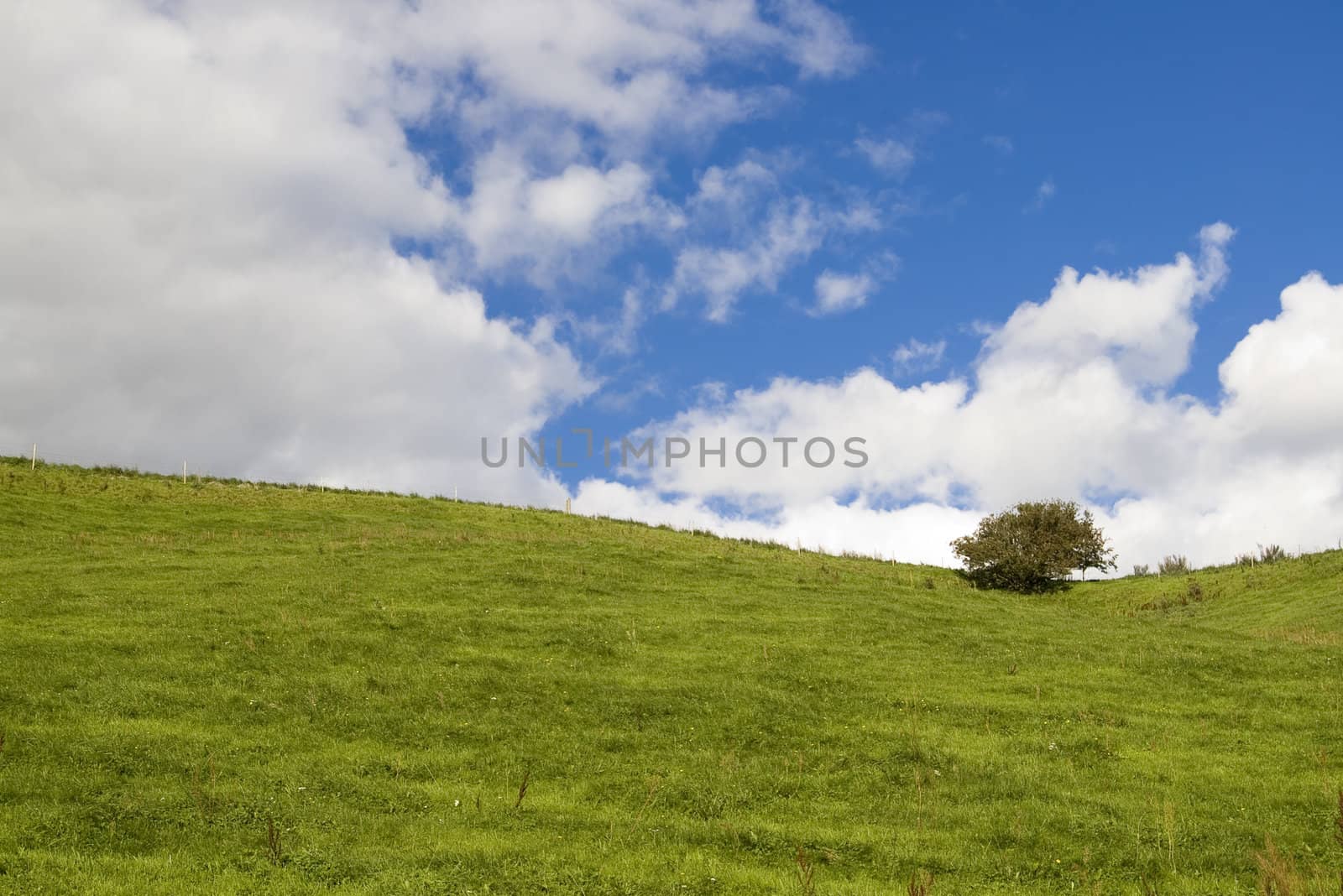 Sky clouds and field with alone tree