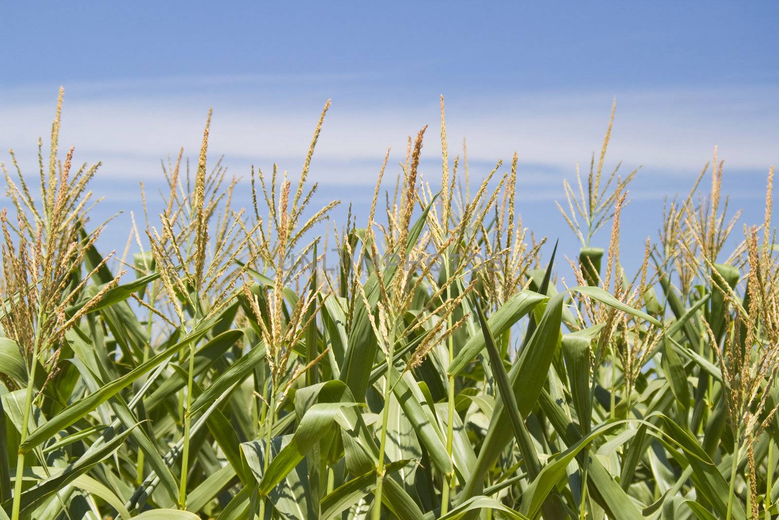 Corn green field at summer sunny day