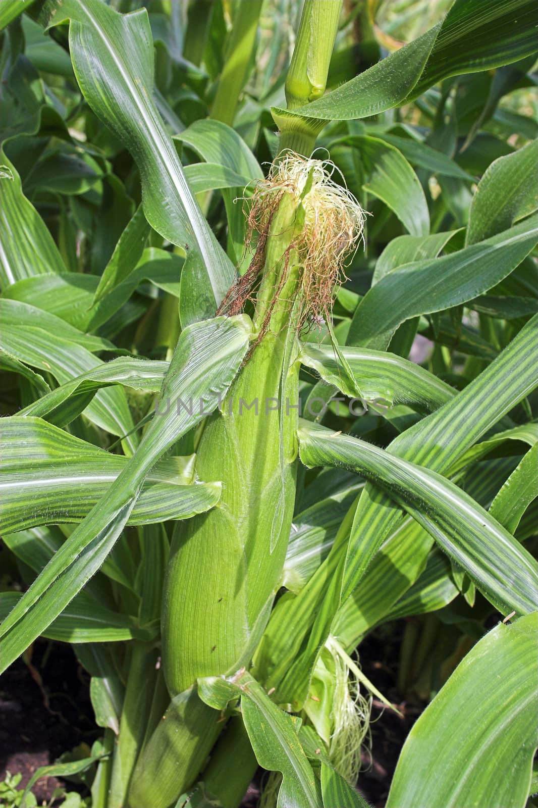 A sweetcorn cob growing on the plant