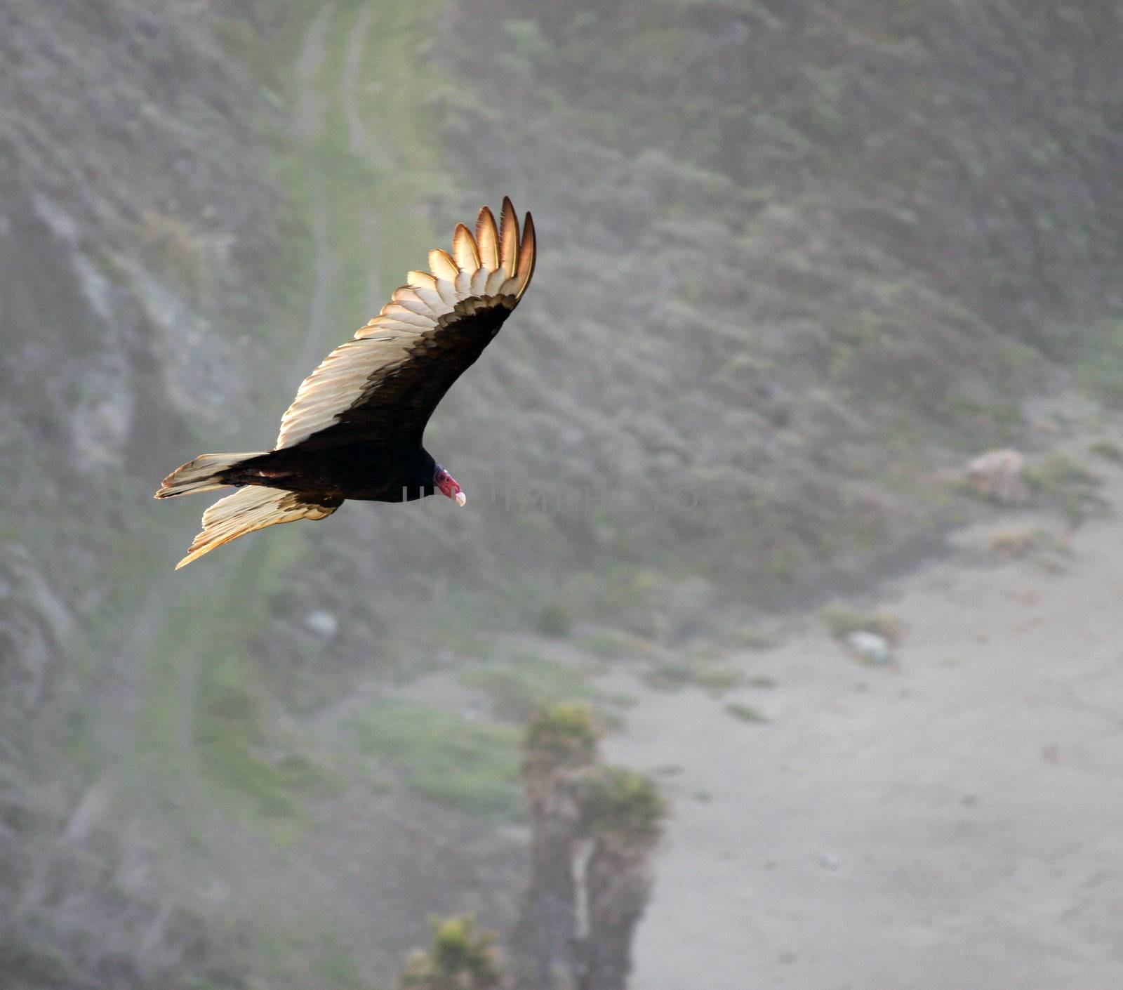 turkey vulture soars above a mountain range