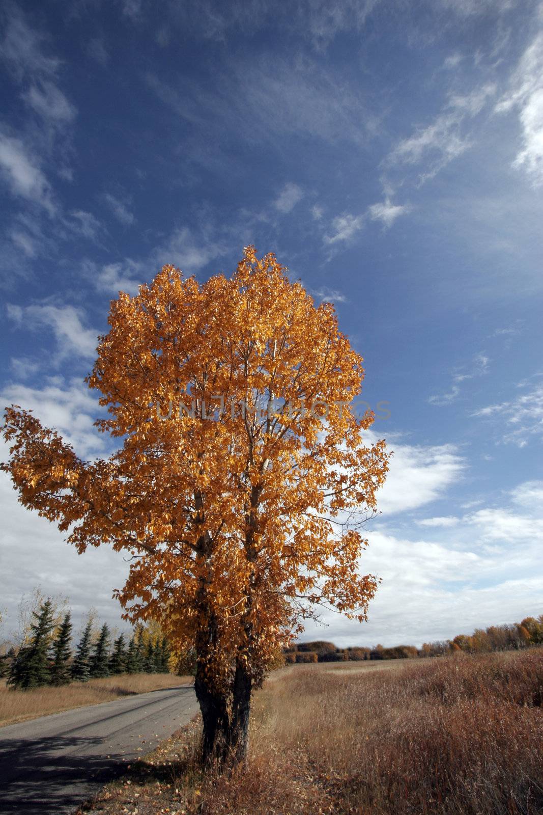 Autumn Colours by Imagecom