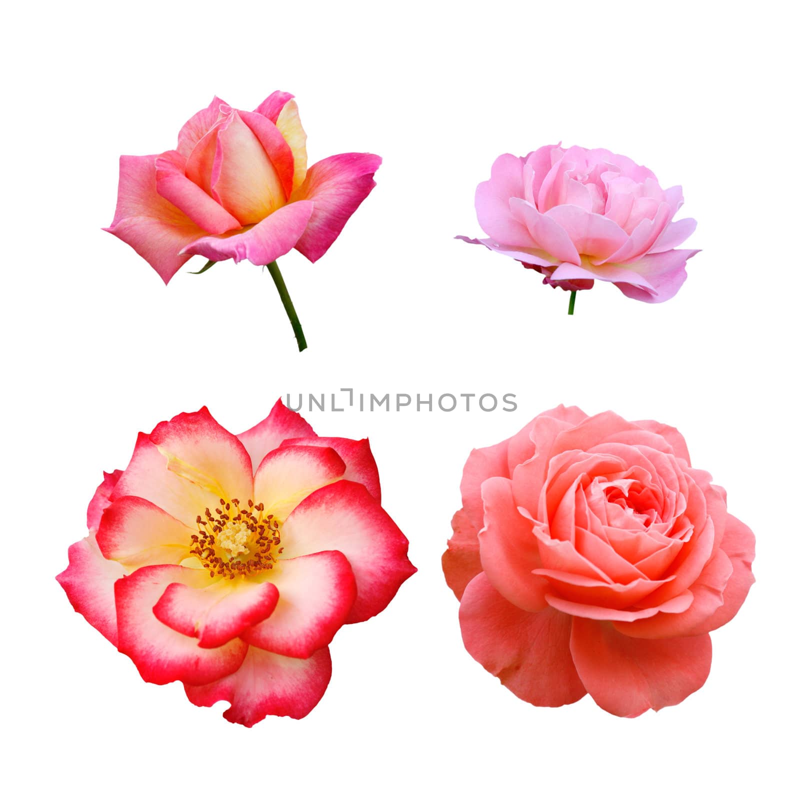 Four roses isolated on white