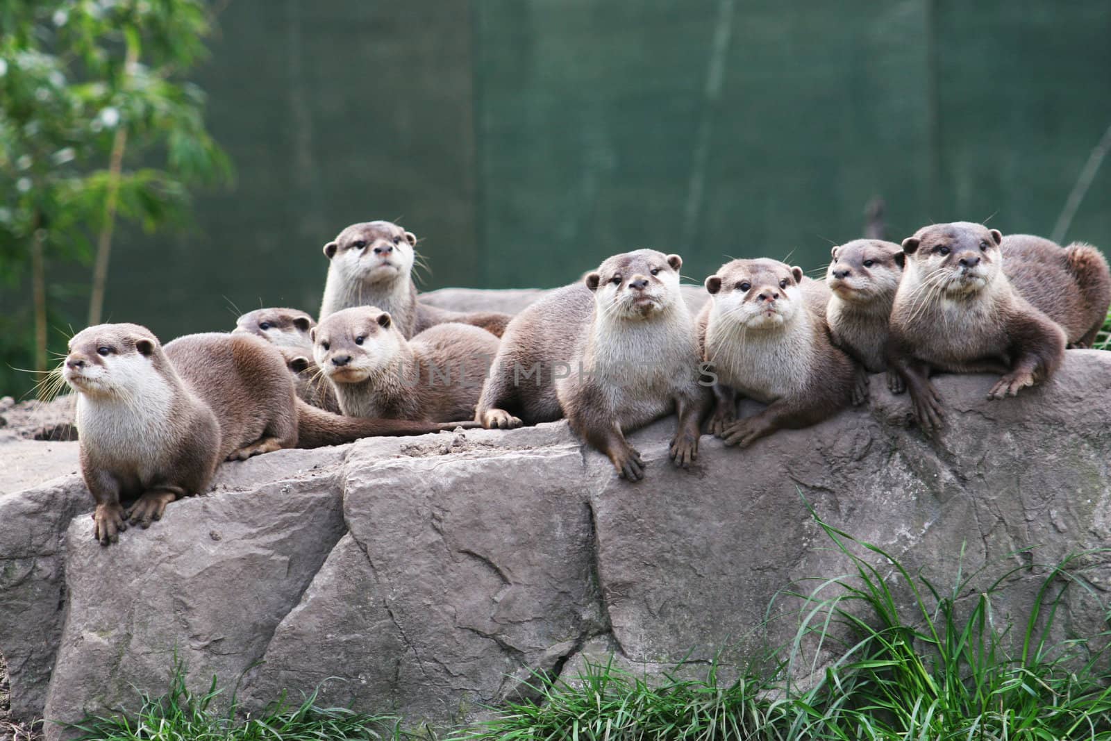 A family group of otters rest on a rock