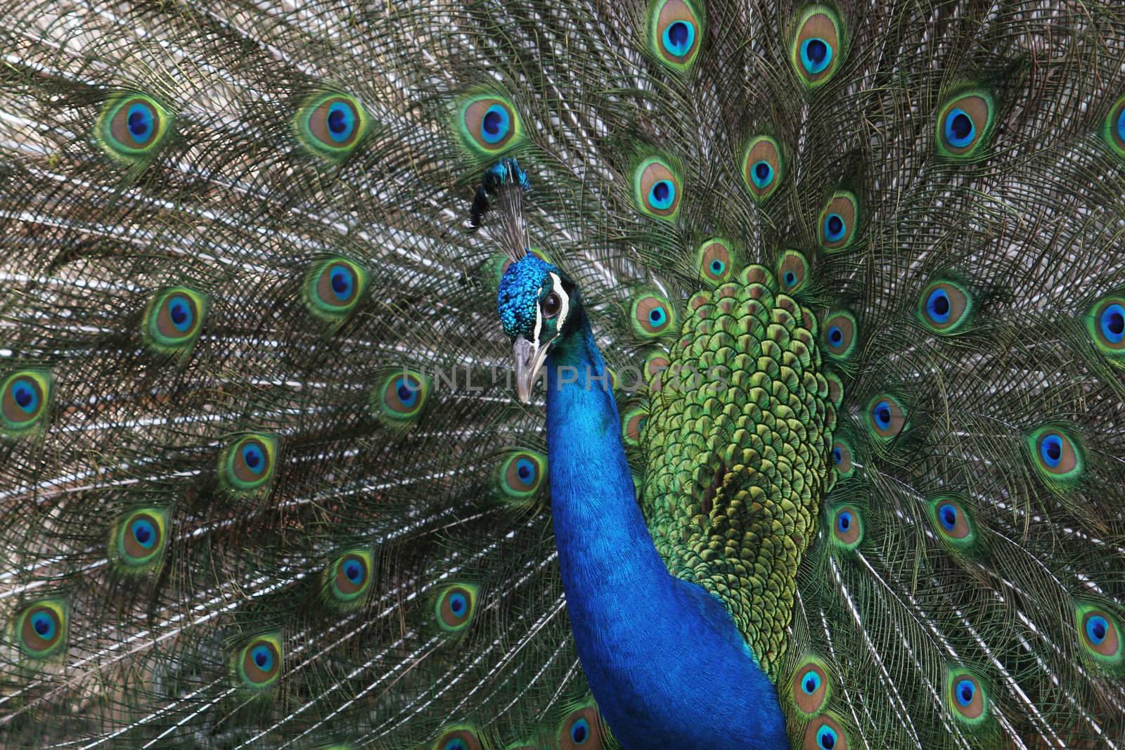 A peacock displays his glorious plumage