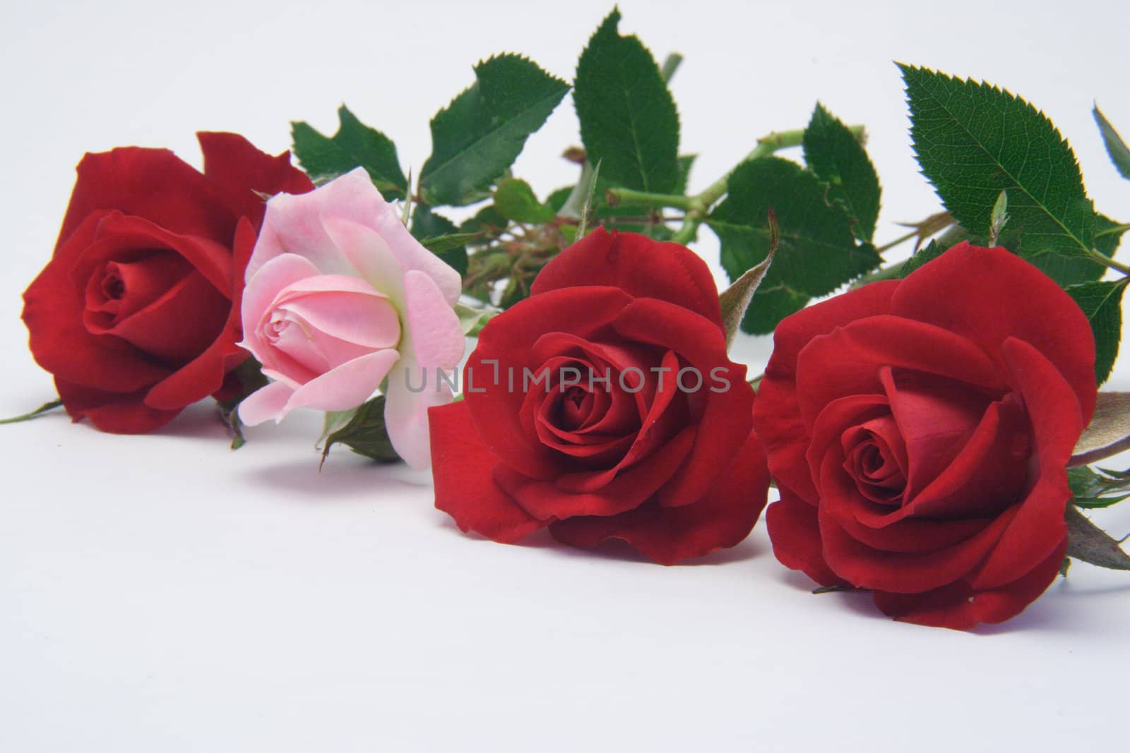 A line of red roses broken by one pink rosebud