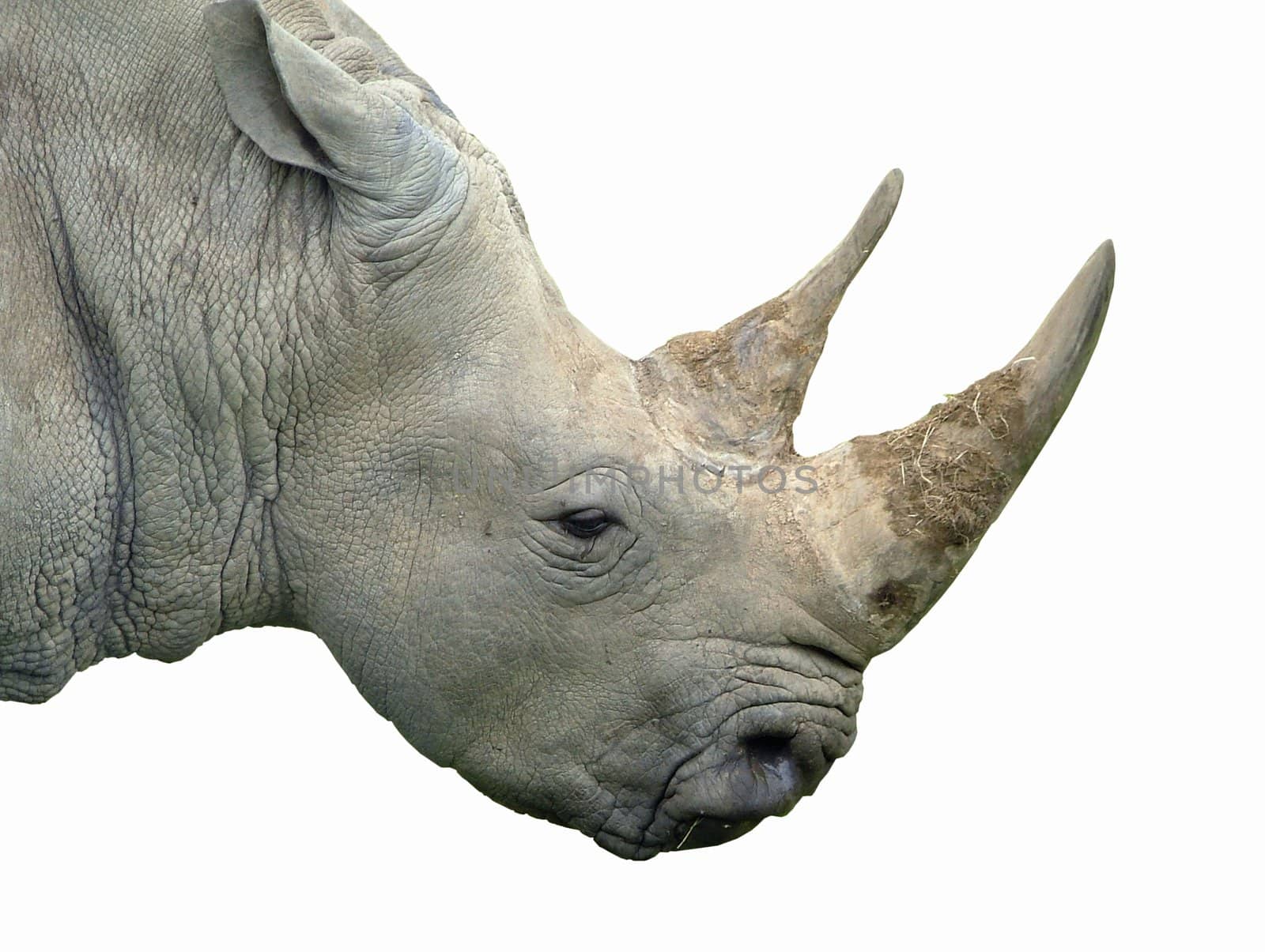 A rhinocerous isolated on white