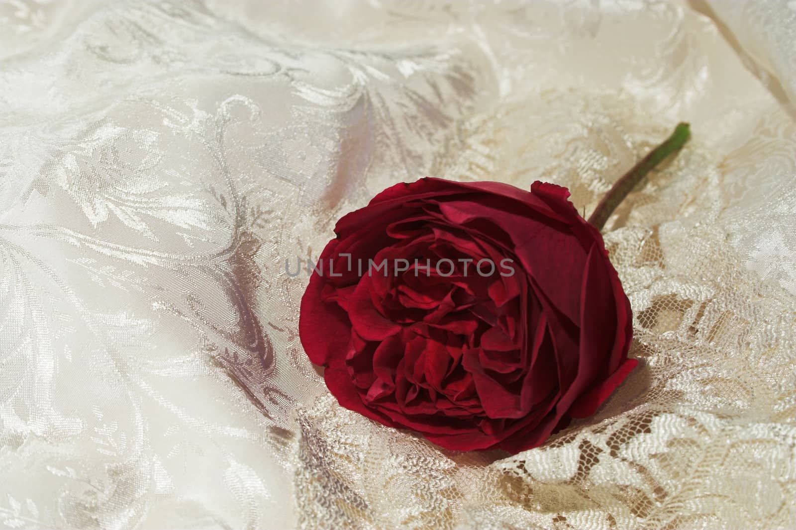 A full blown rose discarded on satin and old lace