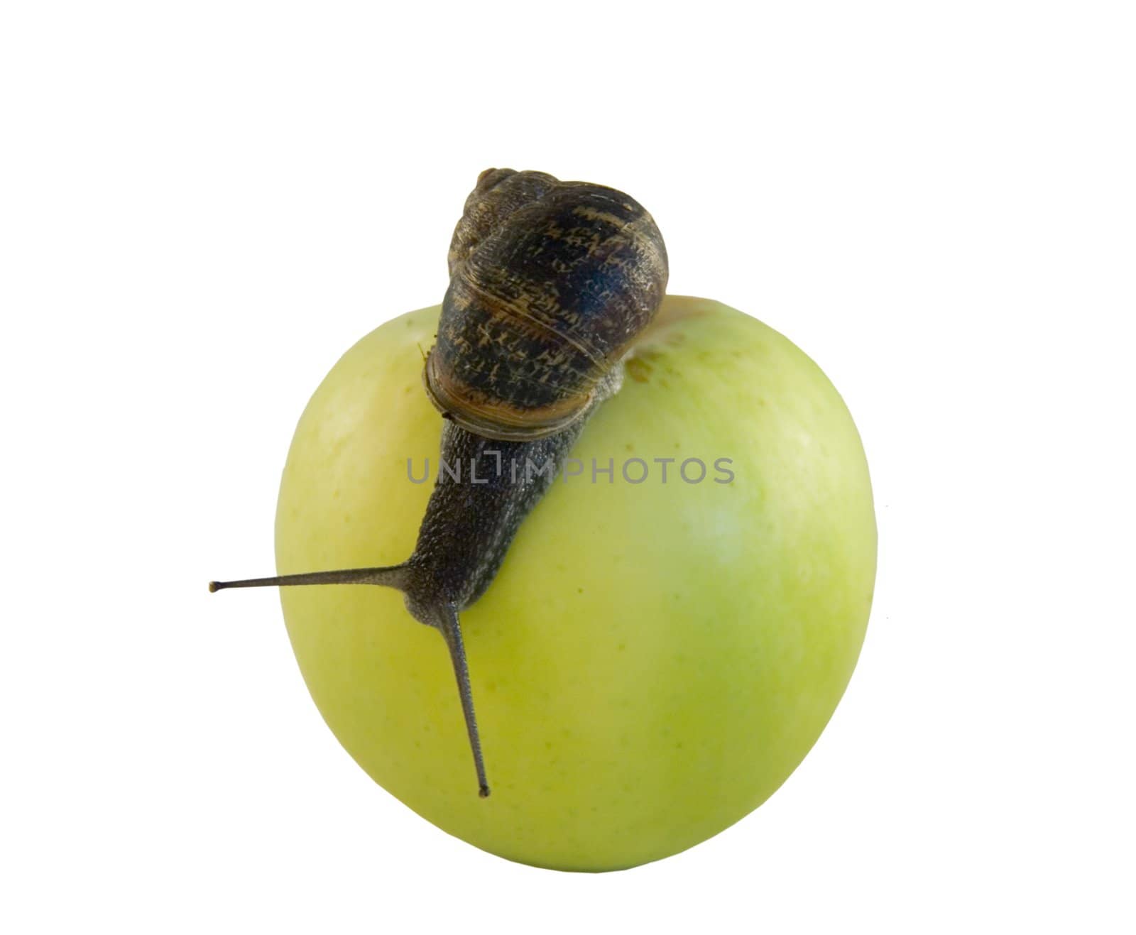 A snail crawls over a green apple
