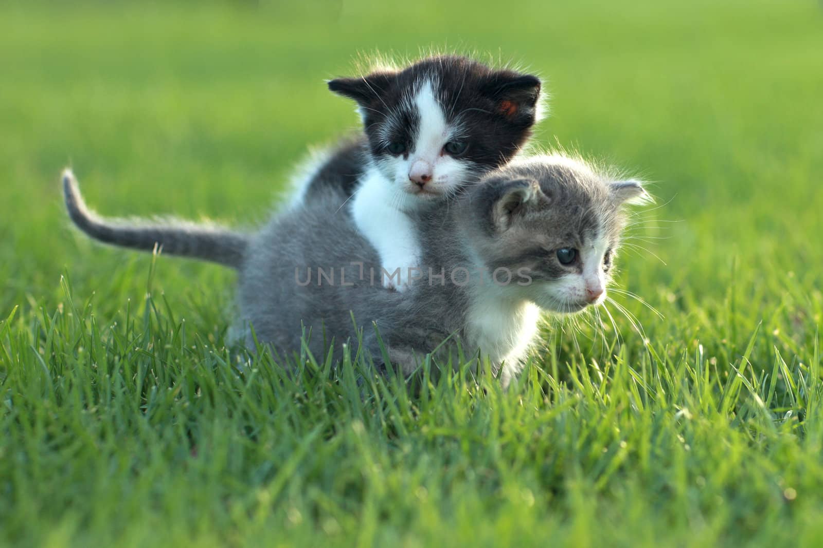 Kittens Outdoors in Natural Light by tobkatrina