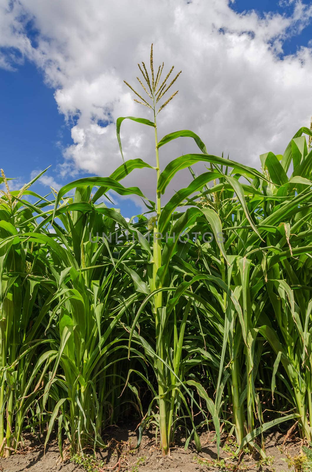 green maize in field by mycola