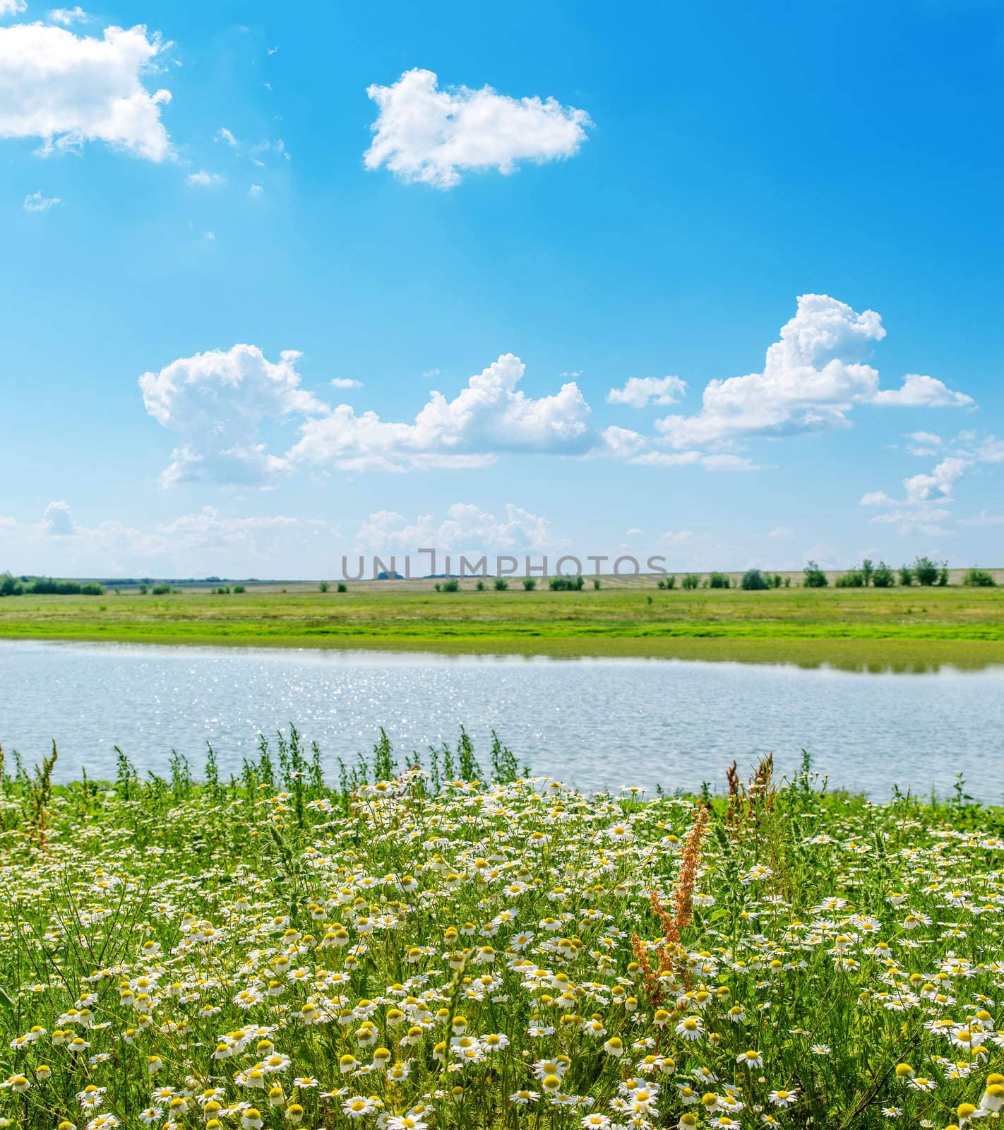 chamomile closeup and green landscape with river and blue sky