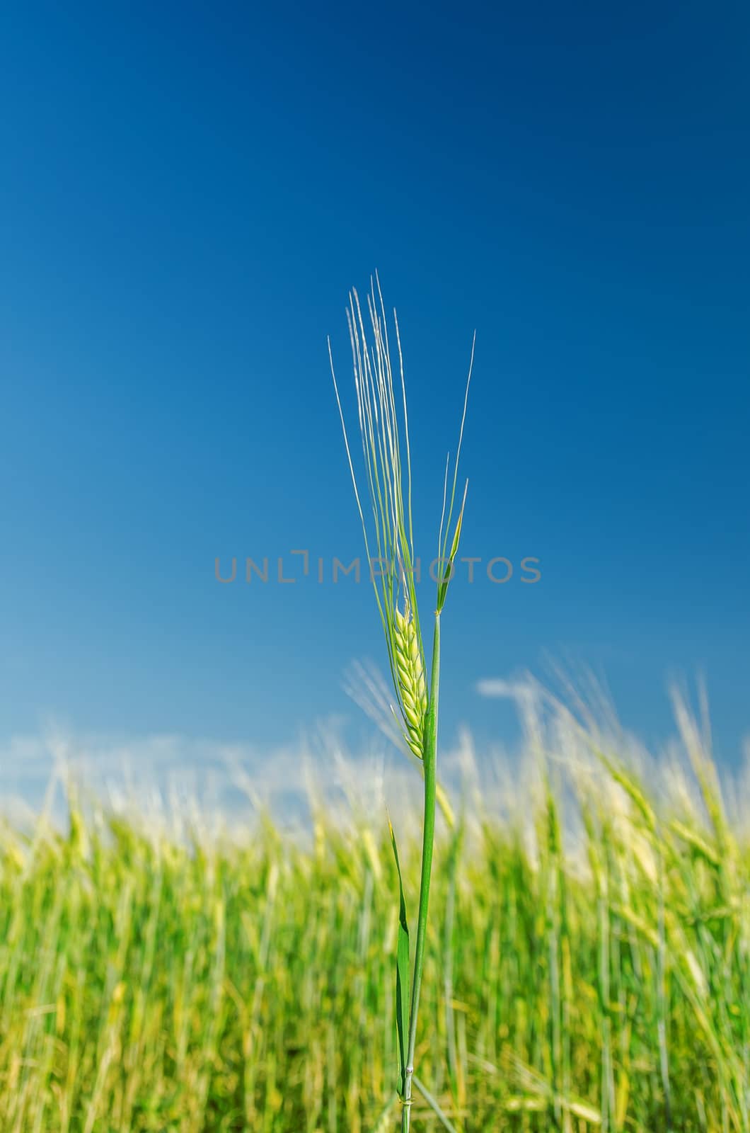 green barley and blue sky. soft focus