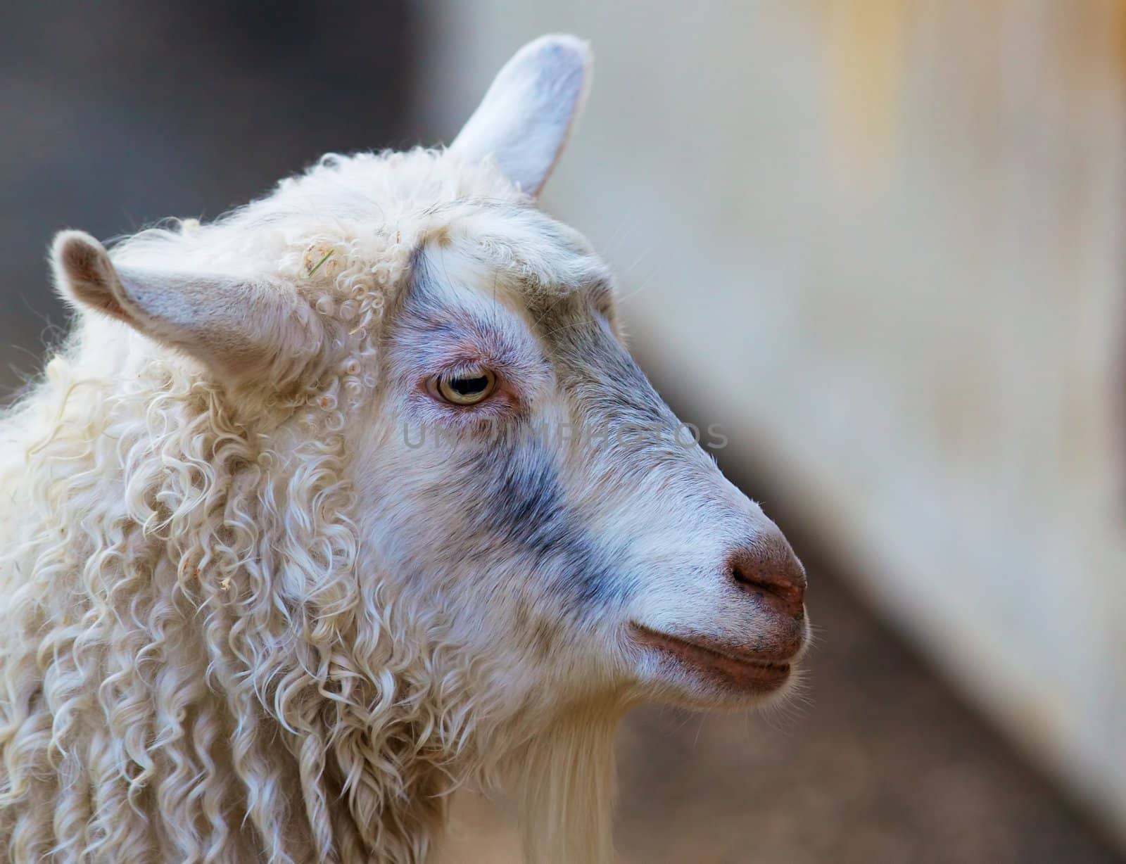 White sheeps head with slotted eyes against soft background