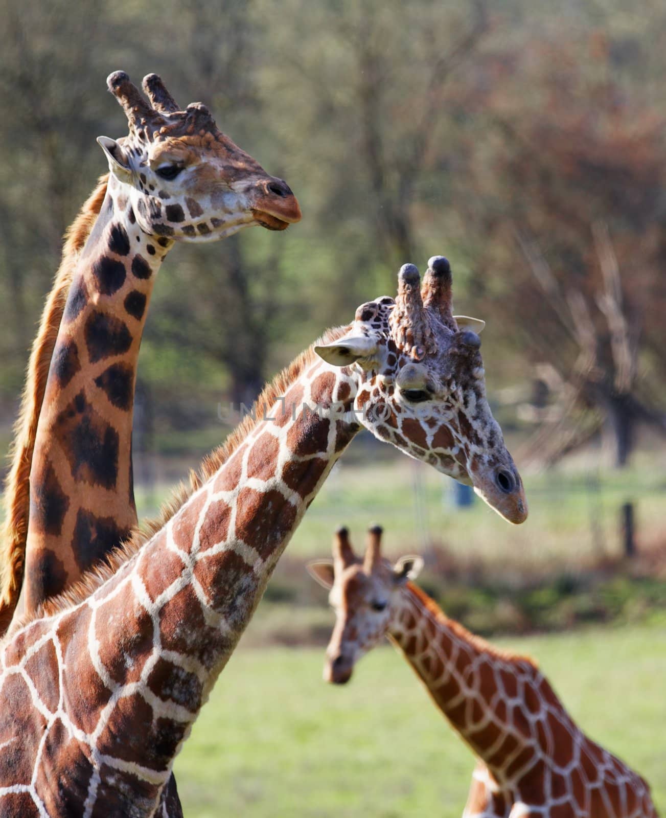 Three Giraffe family narrow DOF by bobkeenan