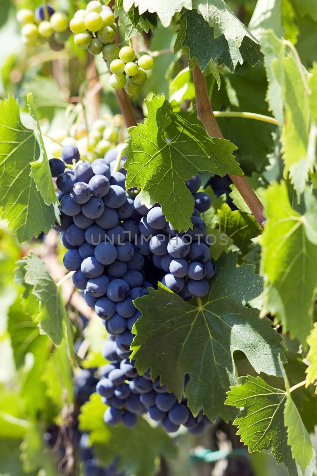 tuscan grapes by miradrozdowski