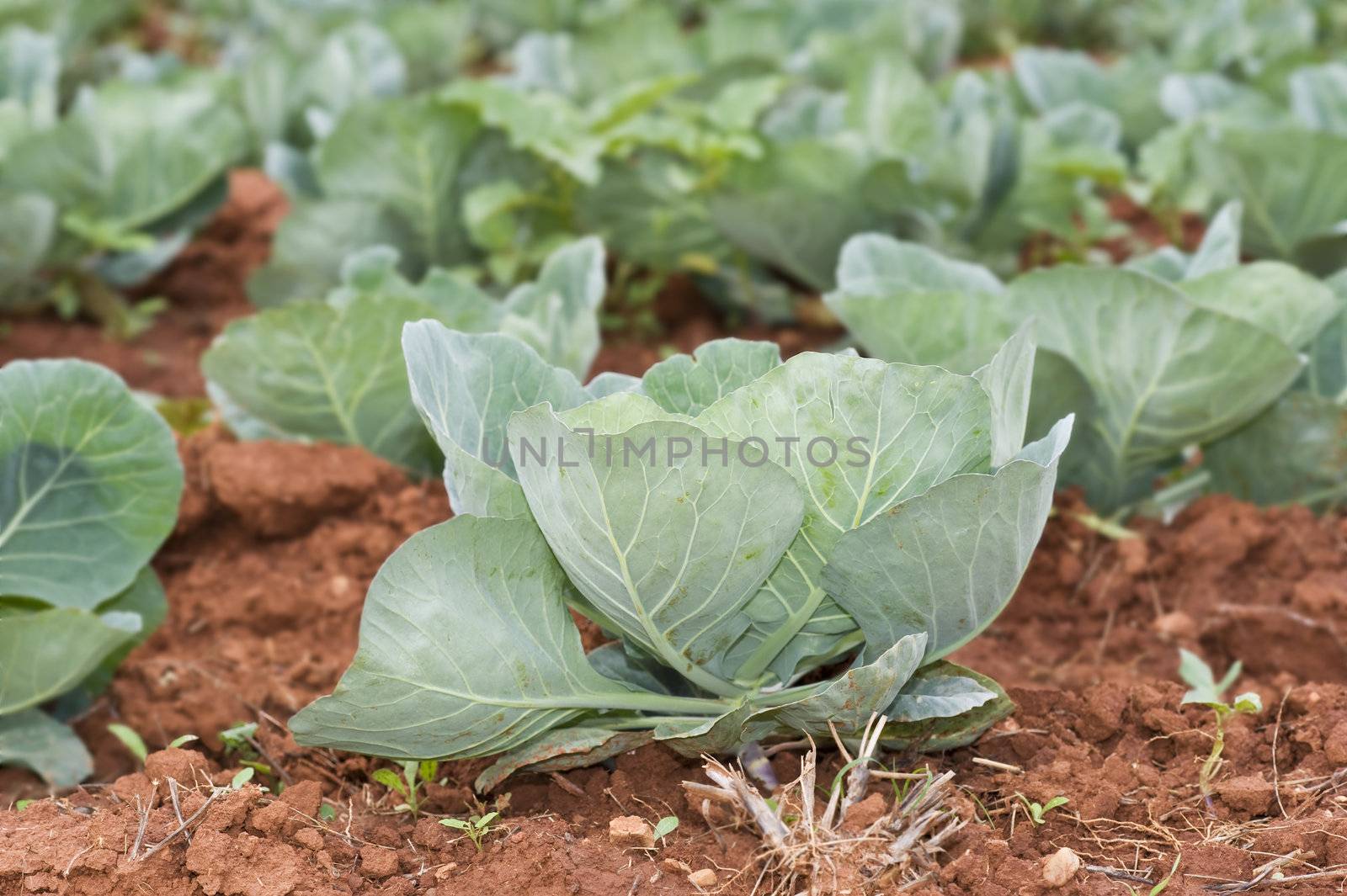 Healthy young cabbage crop on the field by tish1