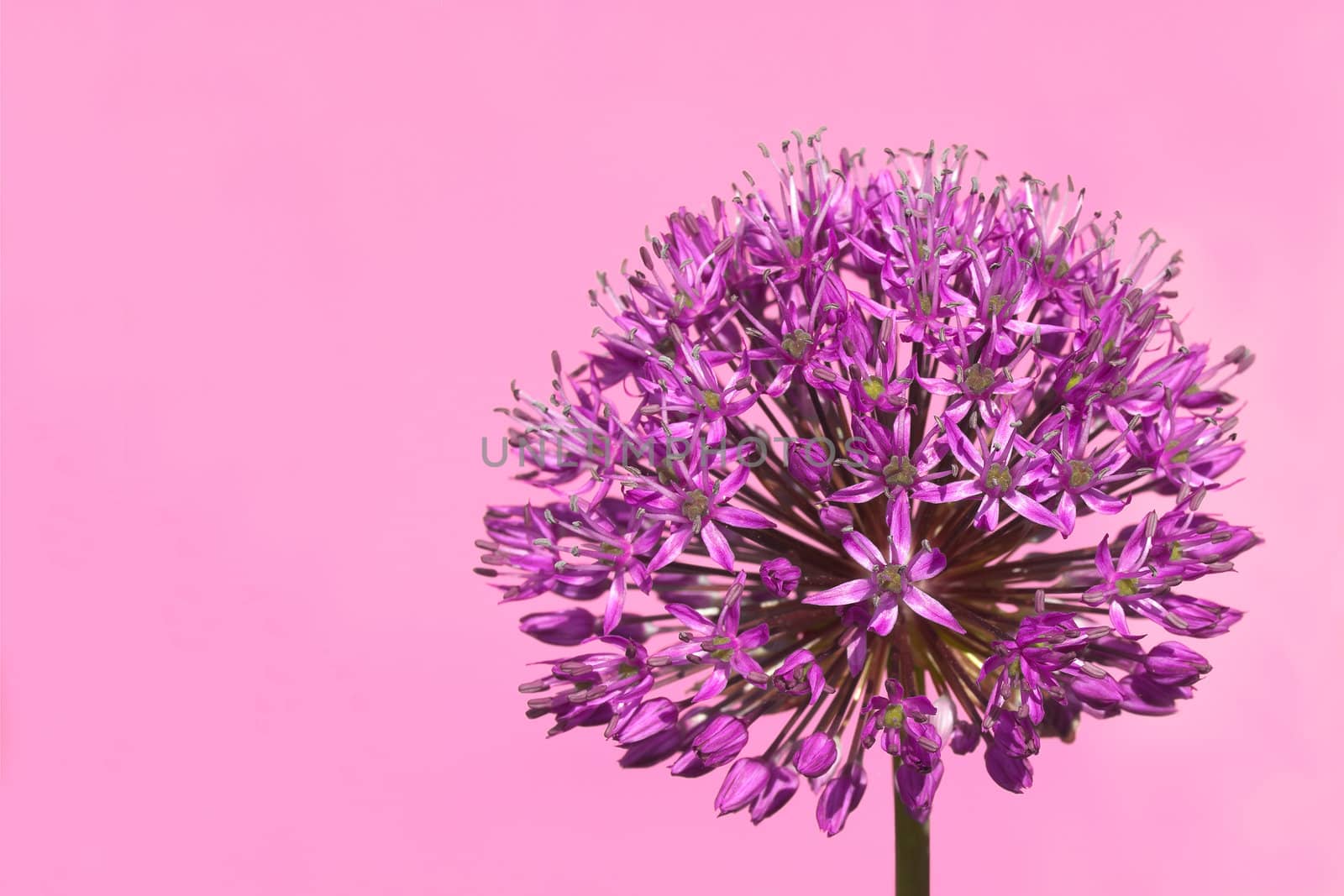 Purple Budding Allium Flower by scheriton
