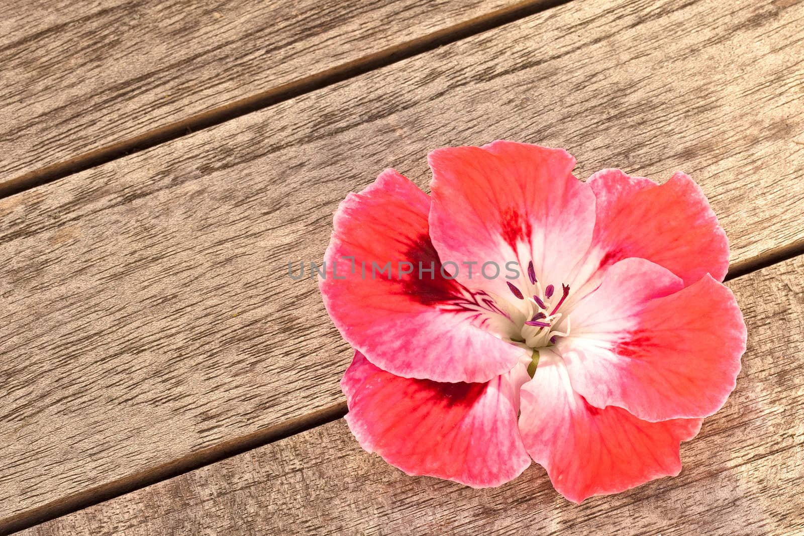 Pink Geranium Flower on Wood Background with Copy Space