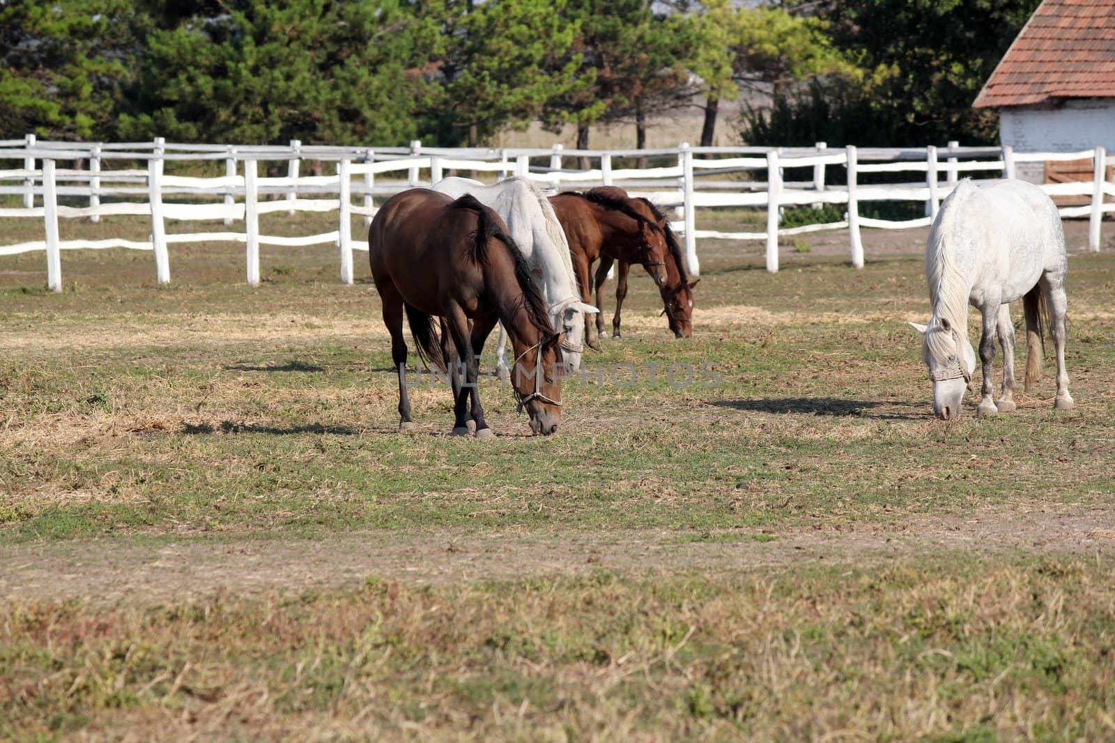 herd of horses in corral farm scene