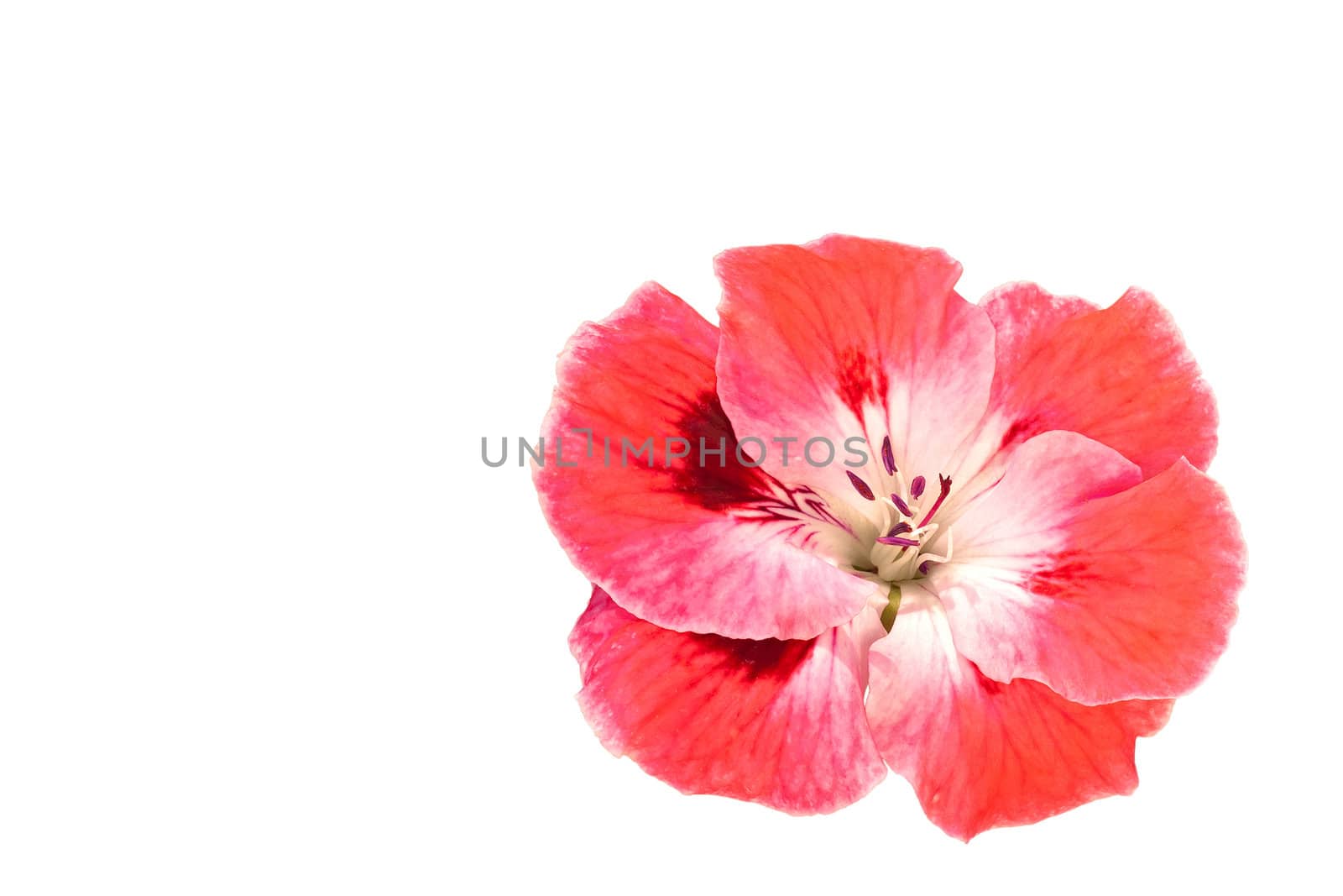 Pink Geranium Flower Isolated on White Copy Space by scheriton