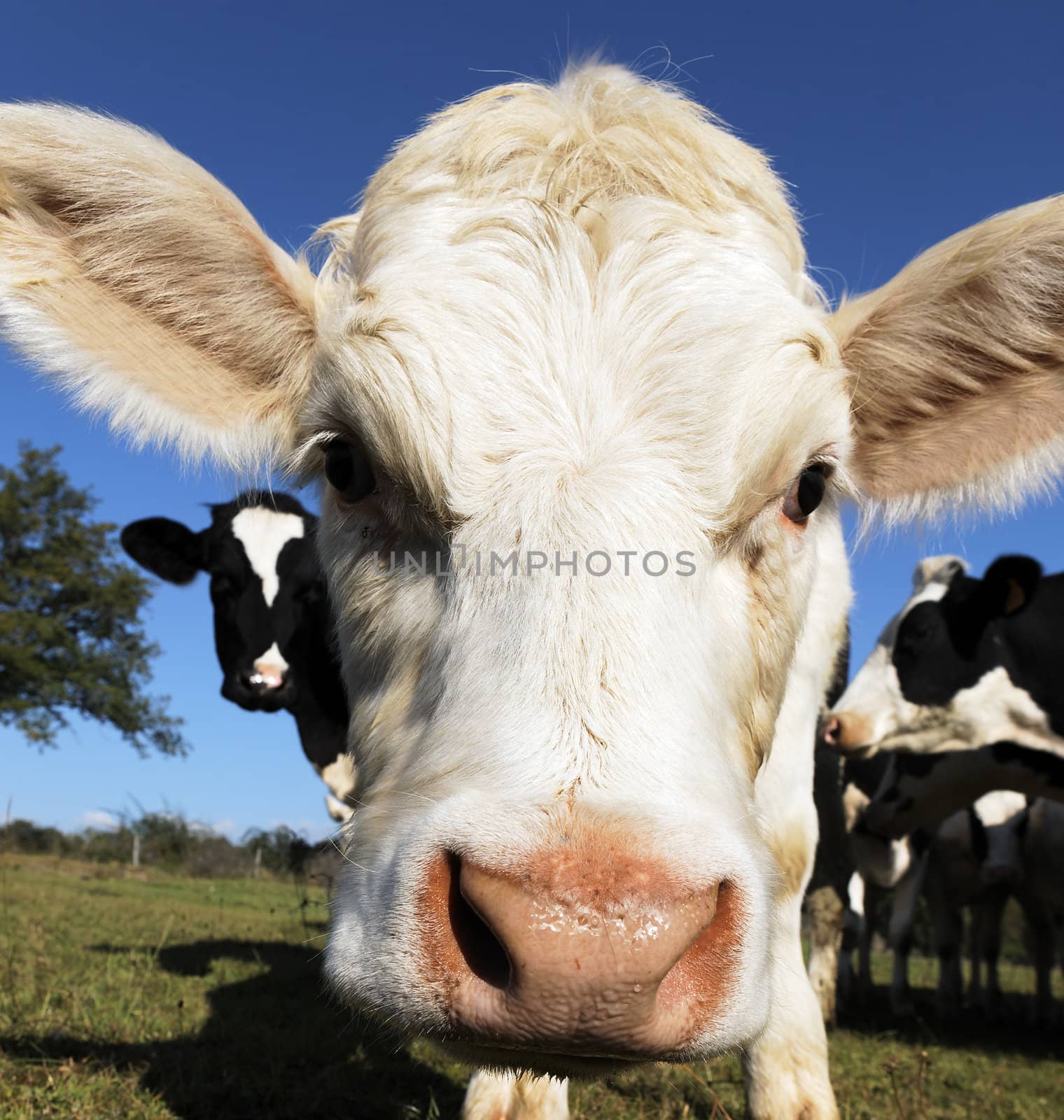 portrait of white calf head in blue sky