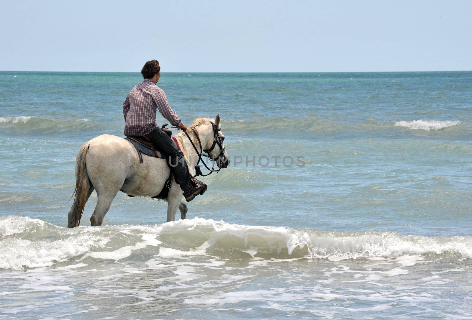 riding man and his white horse in the sea