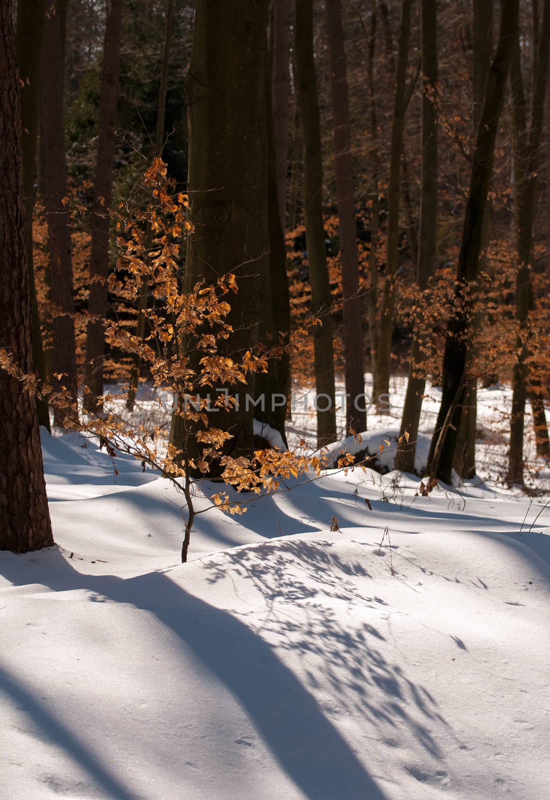 winter forest