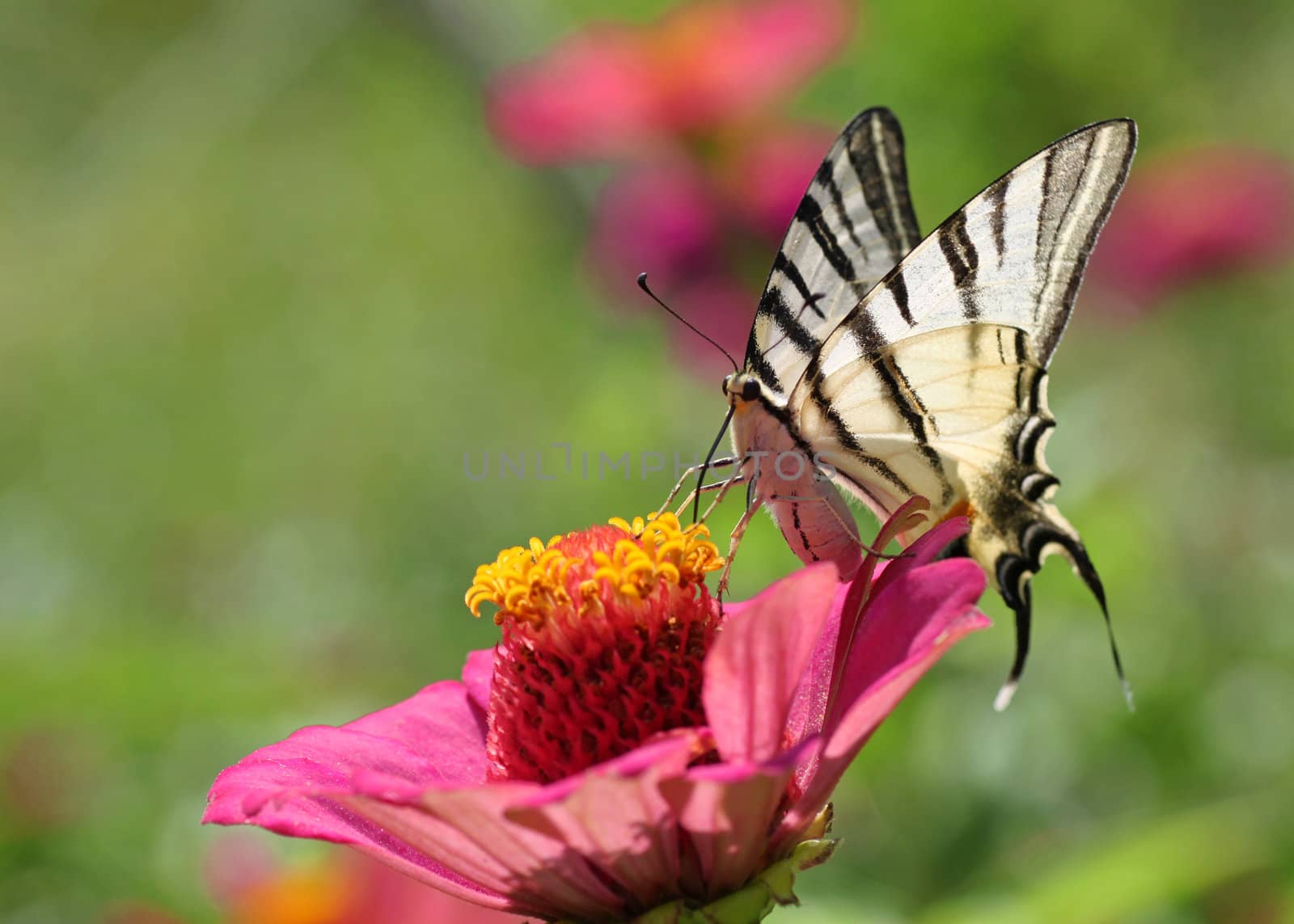 Scarce Swallowtail butterfly on zinnia