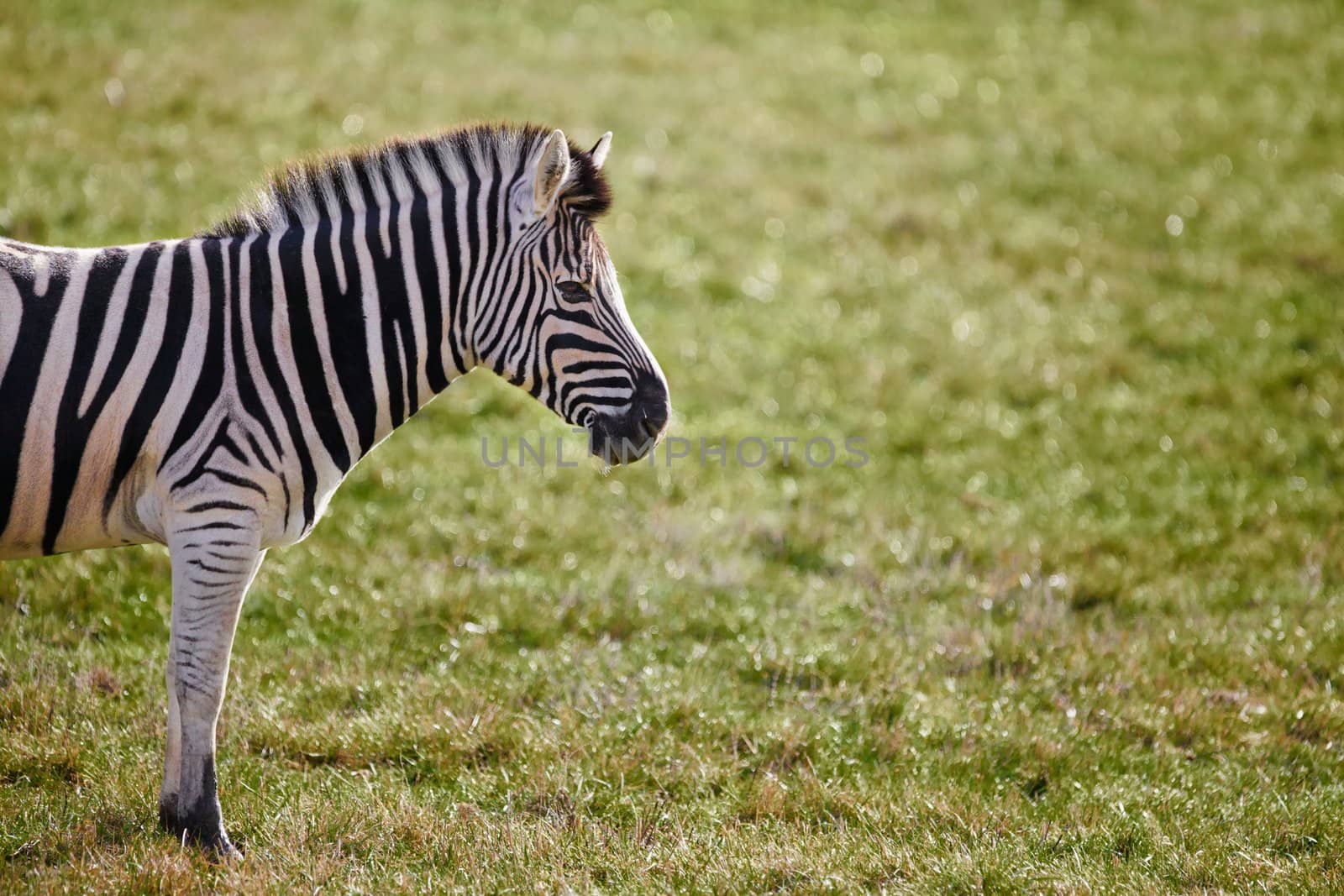 Lone Zebra Grass Field by bobkeenan