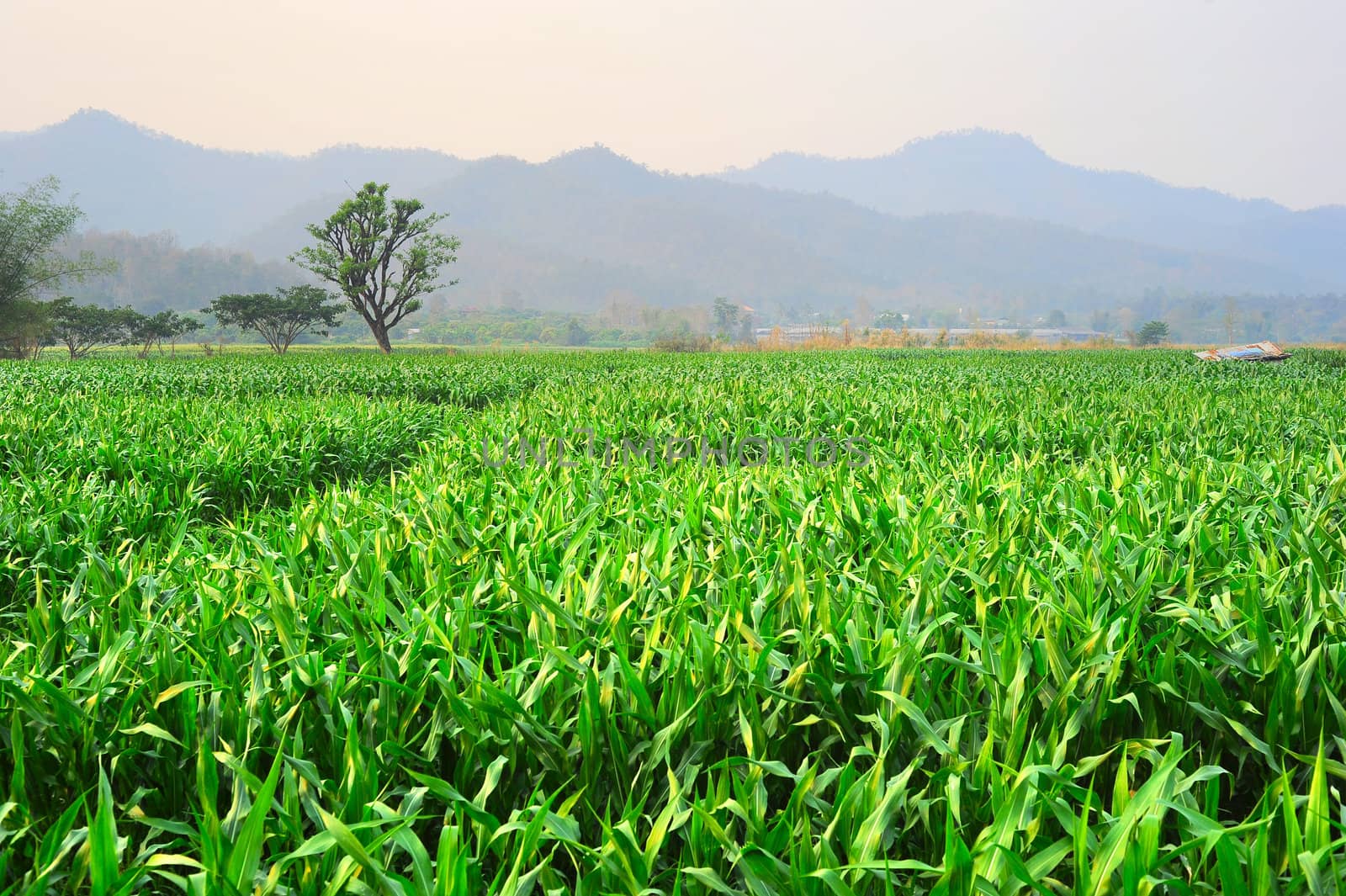 Corn field in Thailand at sunset