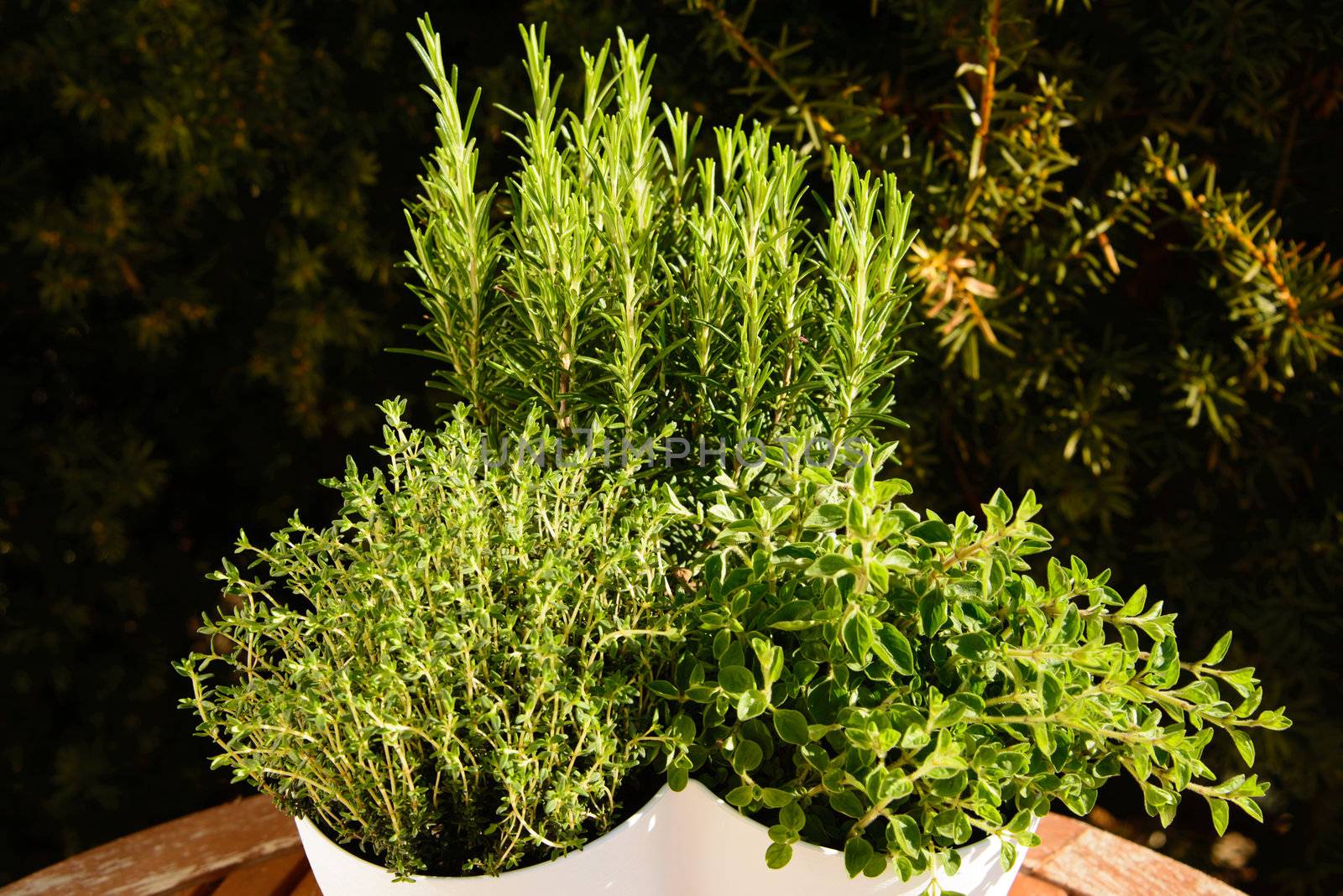 Thyme, oregano and rosemary by GryT