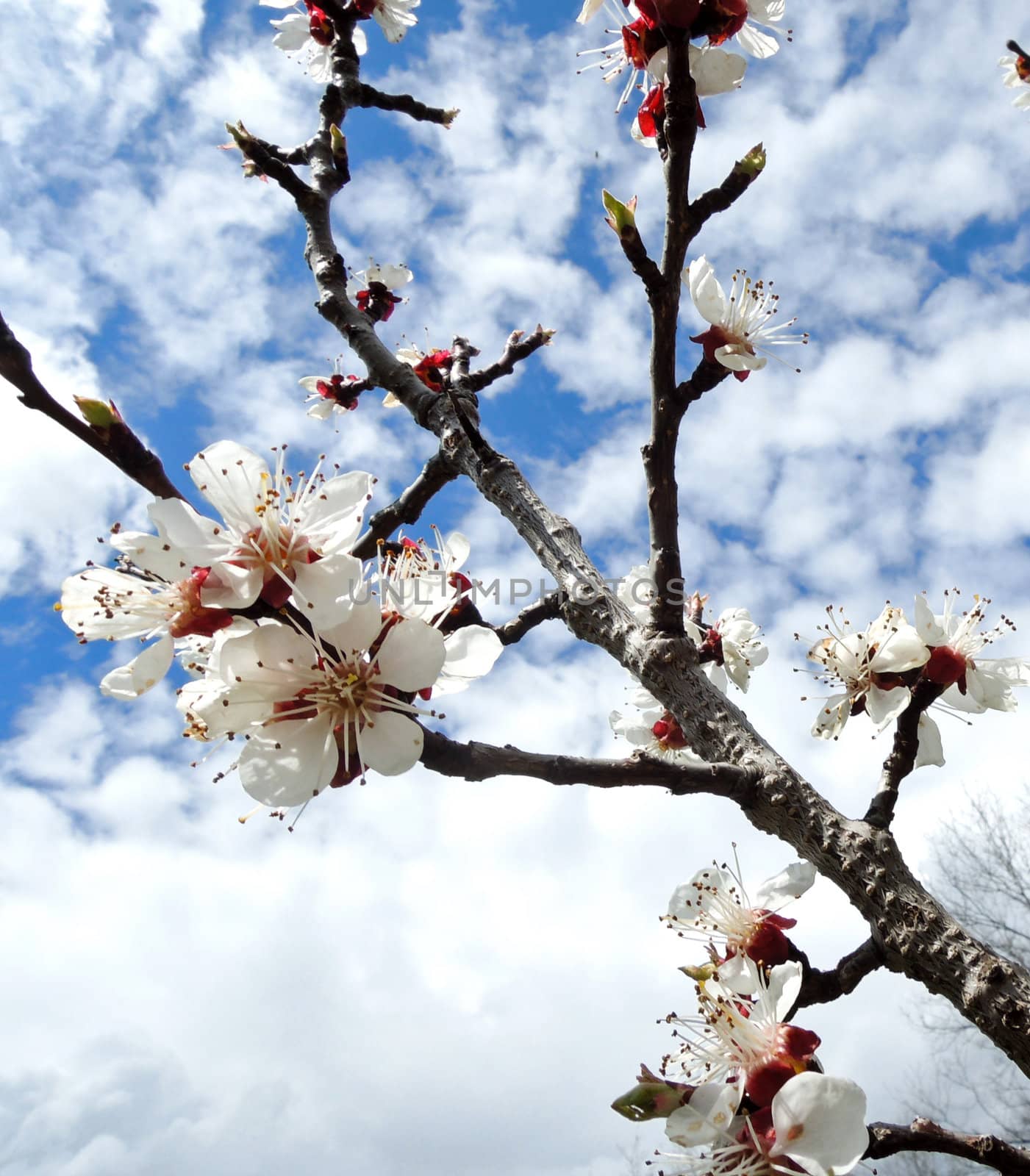 Cherry tree with flowers