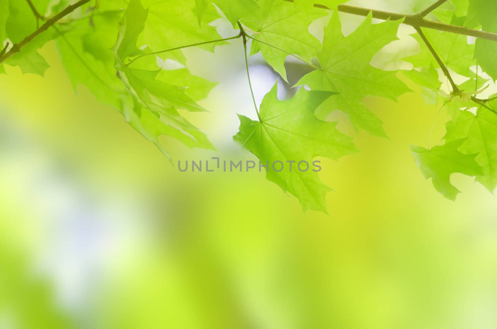 green summer leaves with a blur background by docer2000