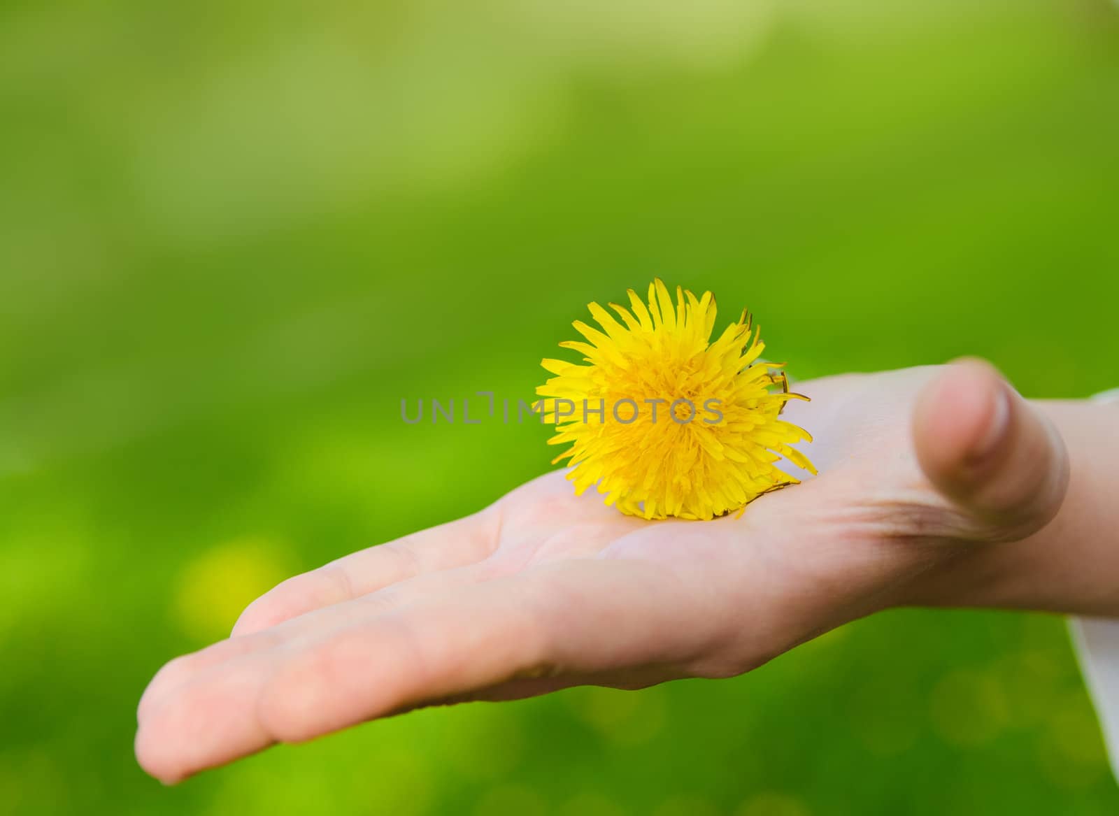 bright yellow flower lie on a hand. Blur green backgrounds