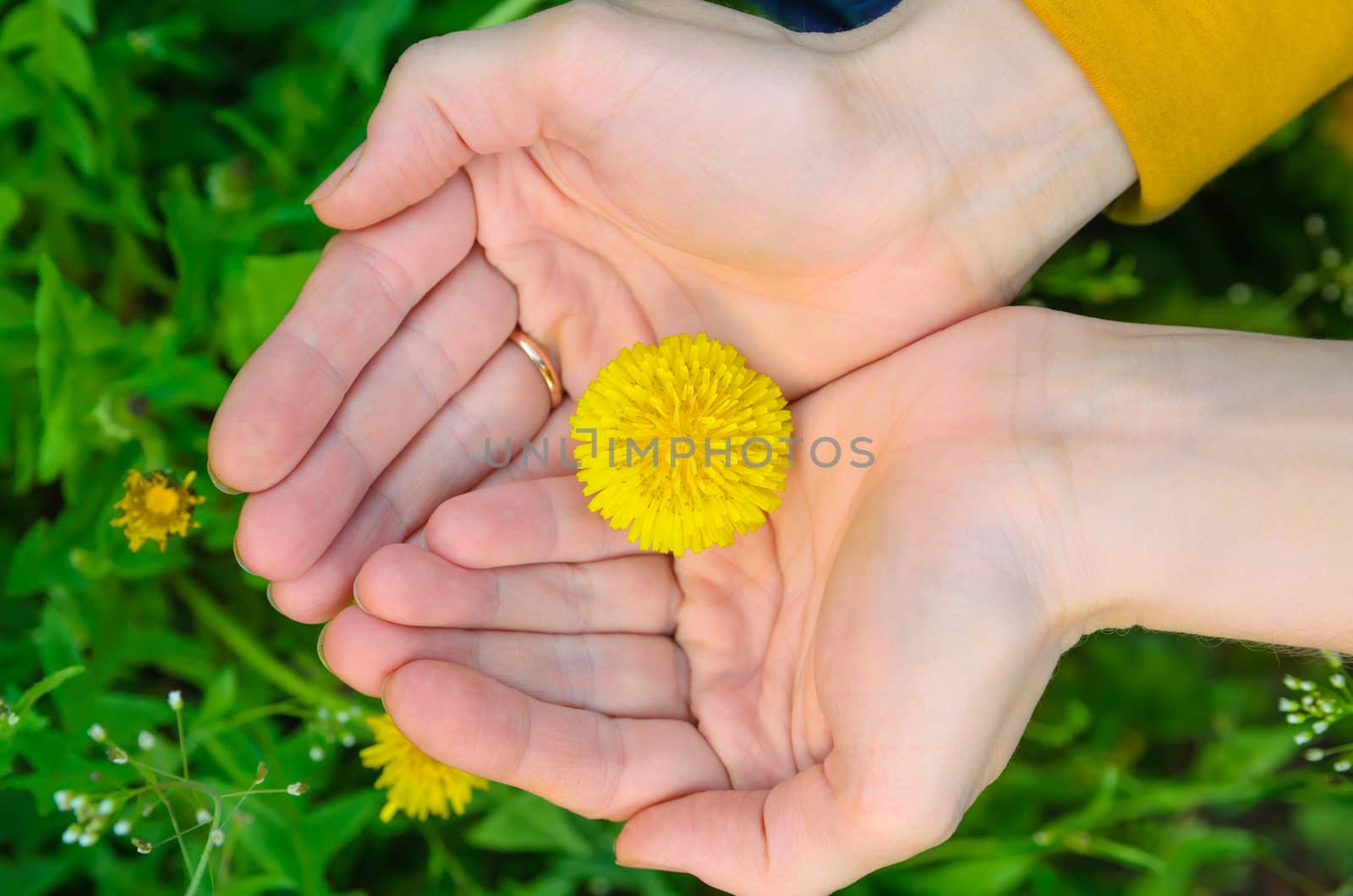 bright yellow flower lie on a hand. Blur green backgrounds