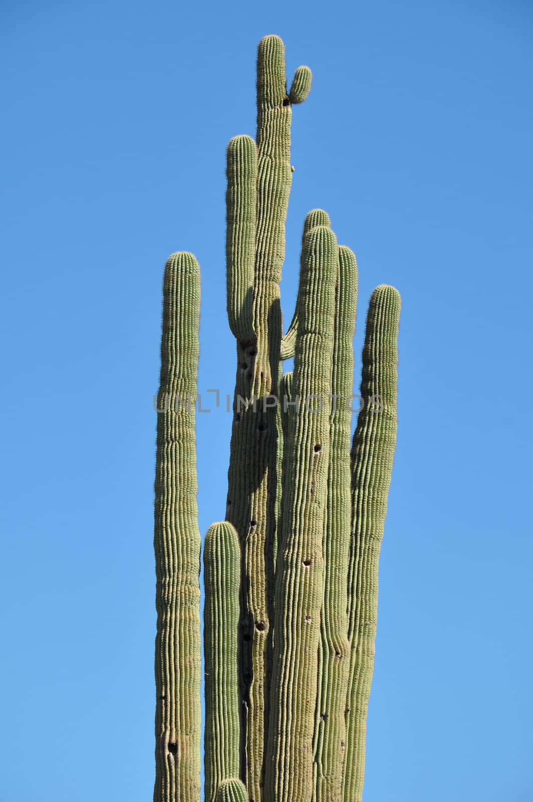 Cactus in the Desert