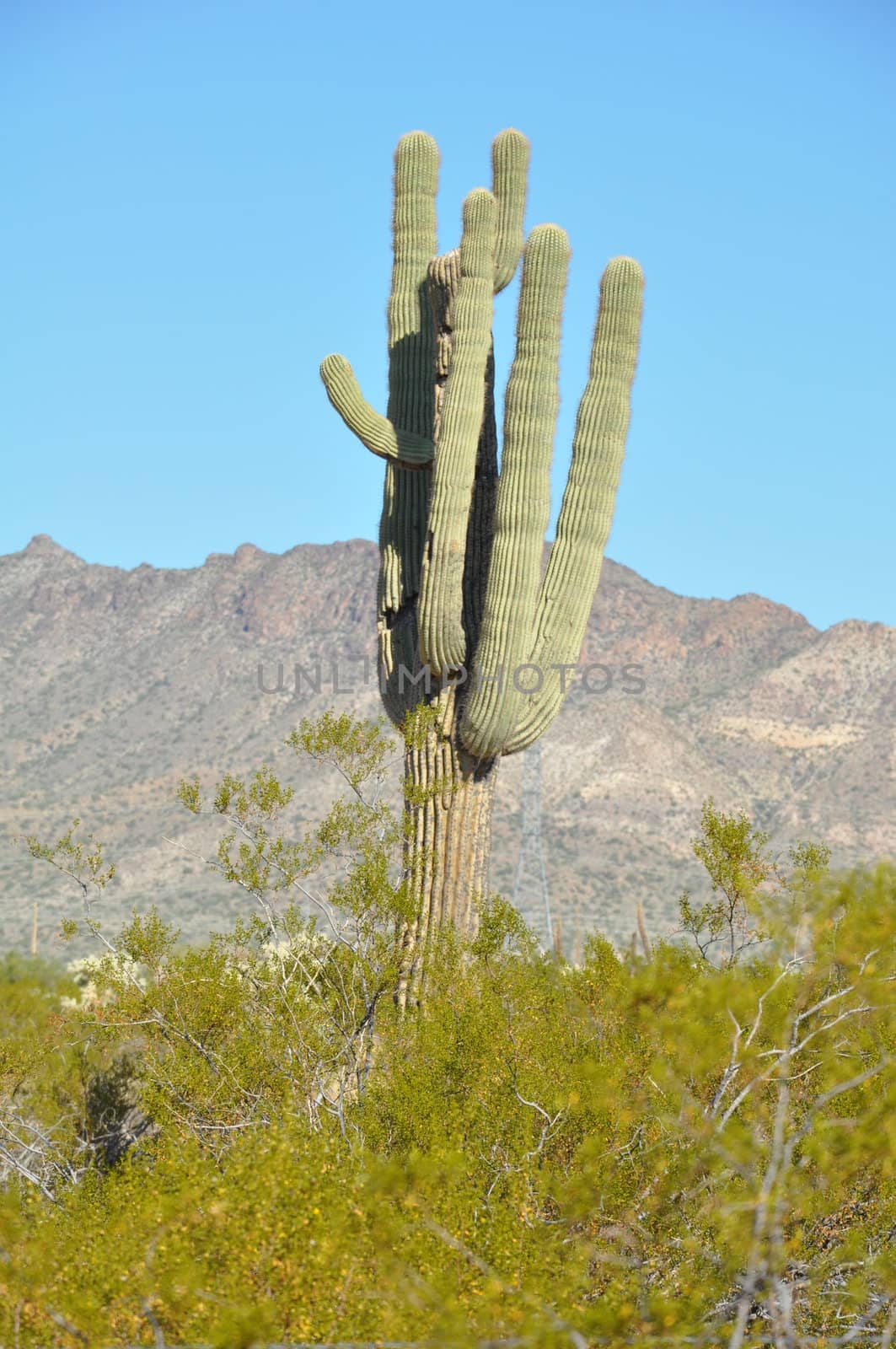 Cactus in the Desert