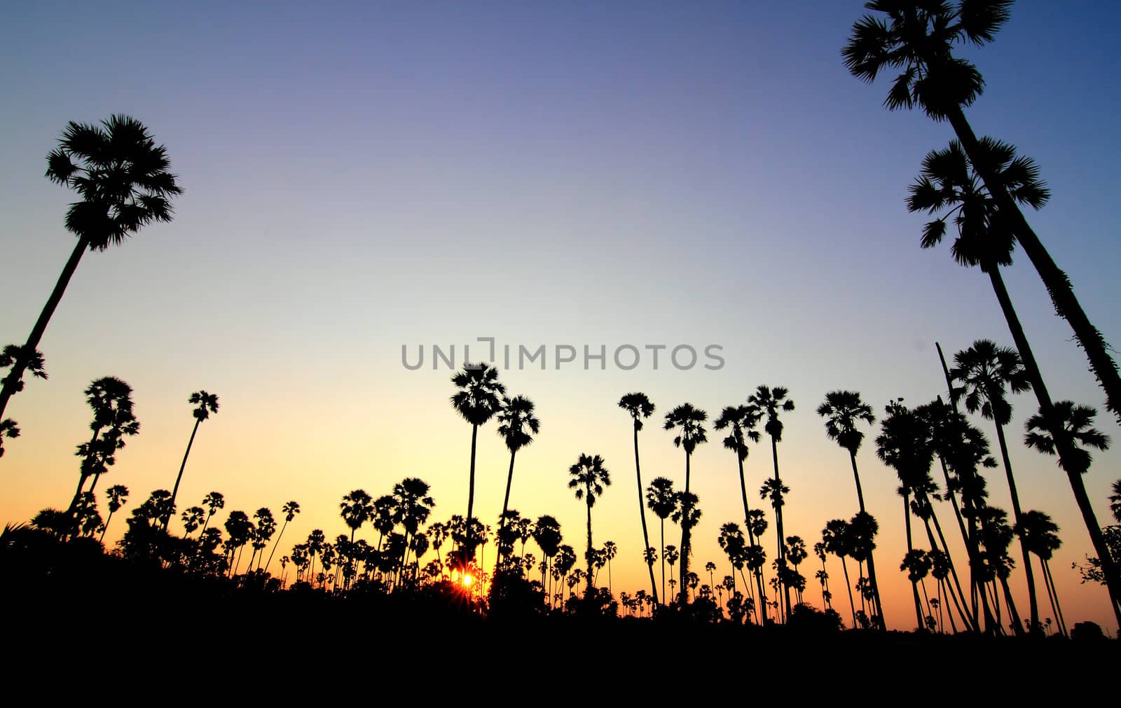 Silhouette palm trees at sunset