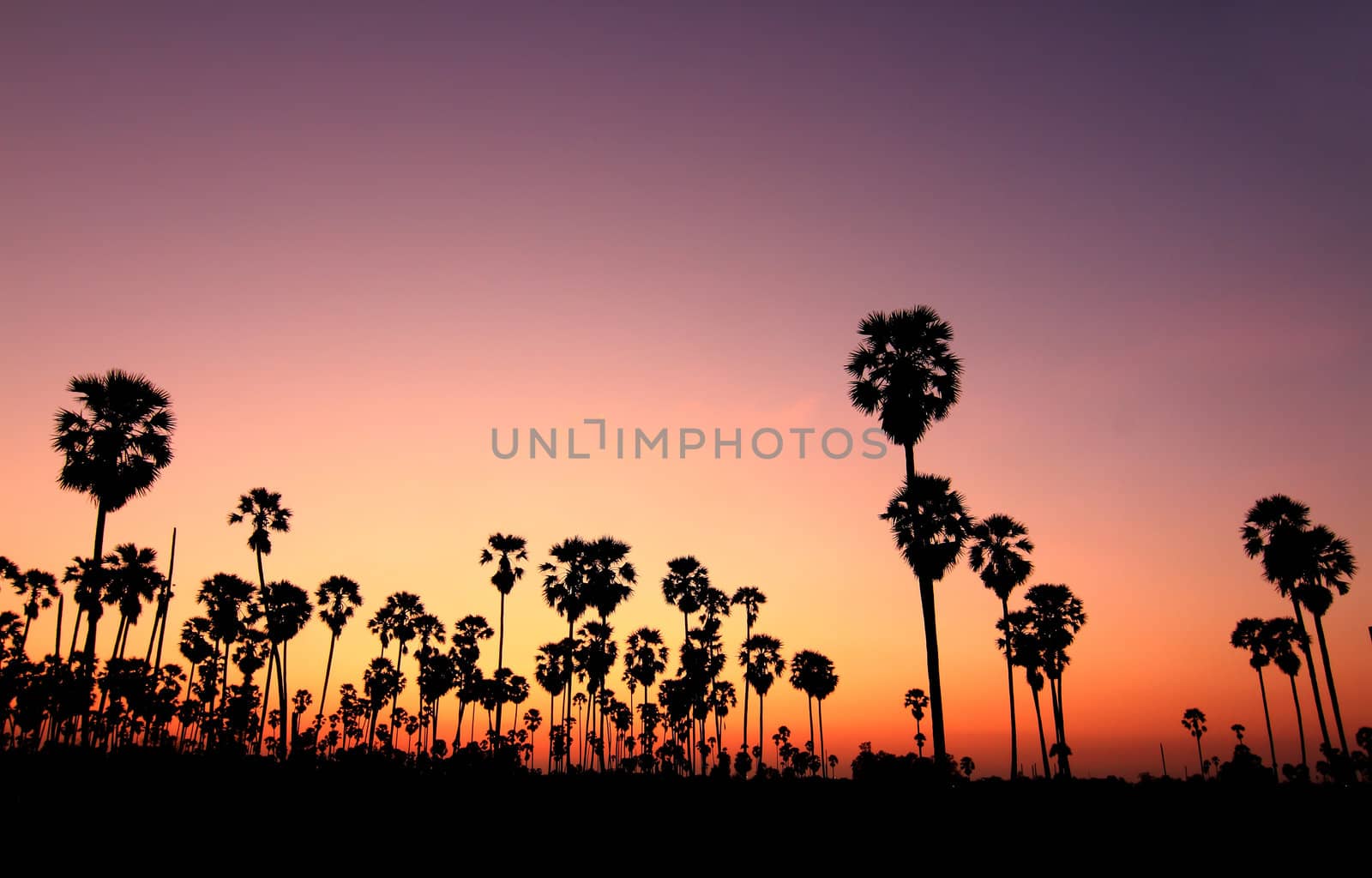 Silhouette palm trees at sunset 
 by rufous