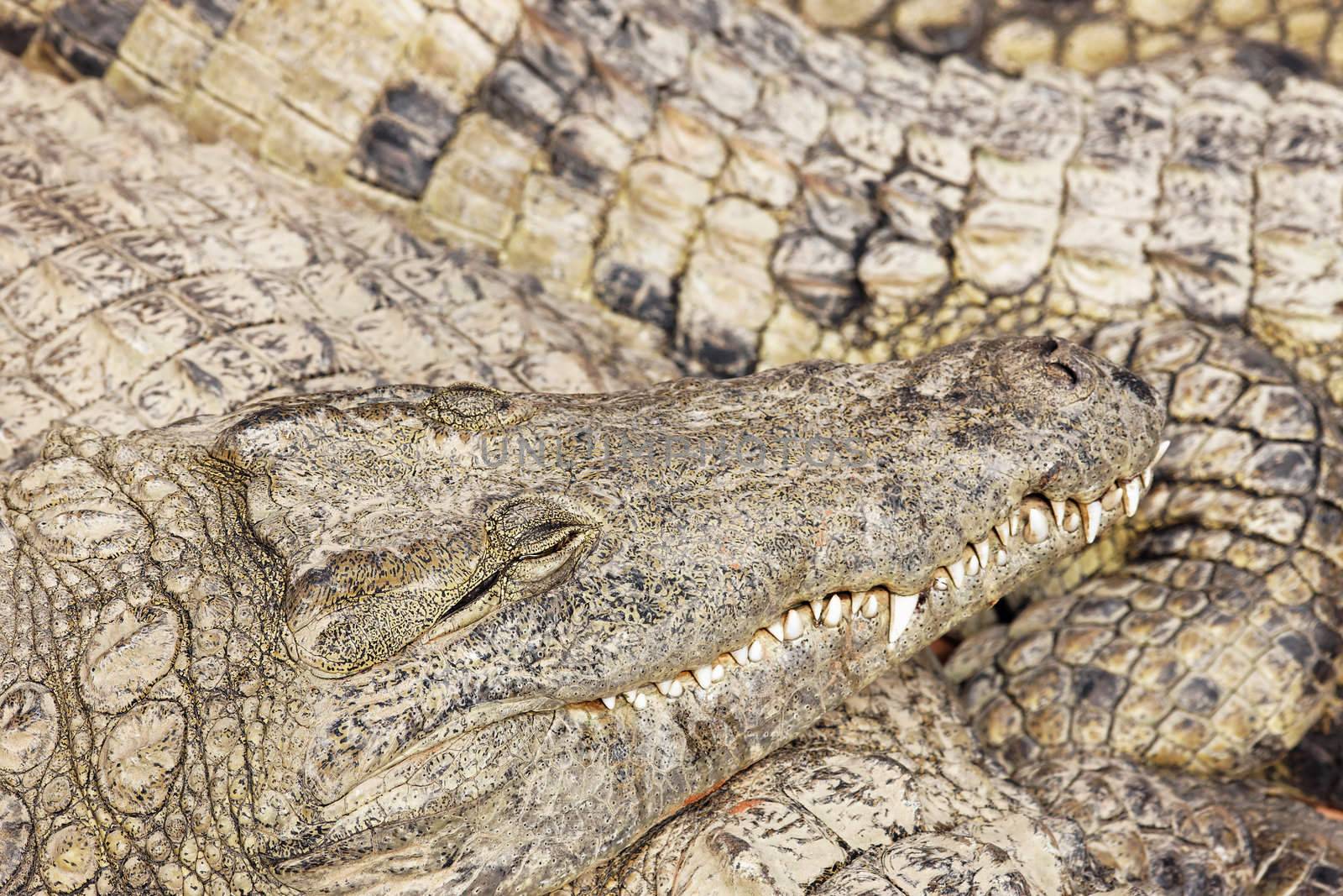 Crocodile with head above other crocodiles sleeping