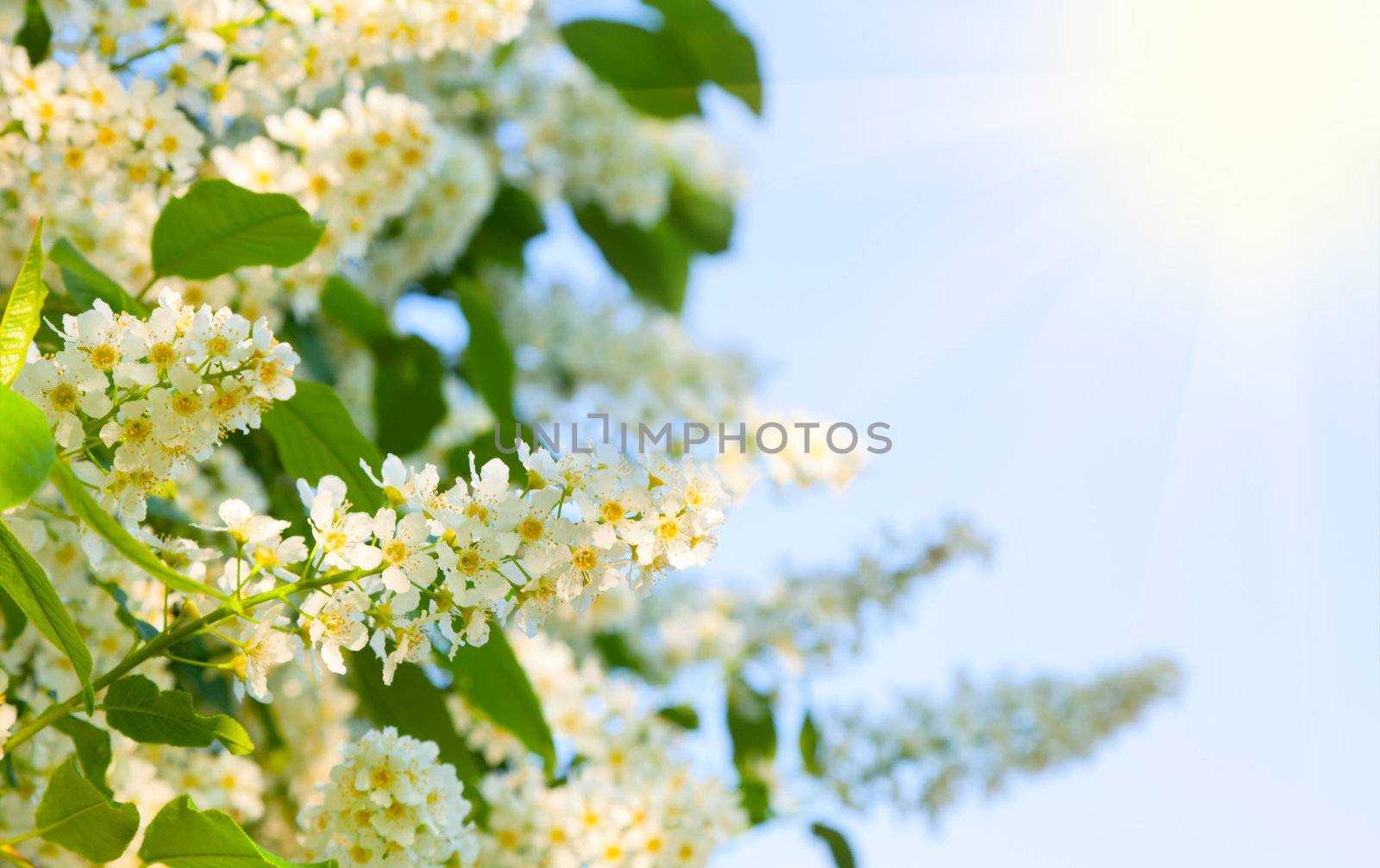 branch of bird cherry in front of blue sky with sunlight by motorolka