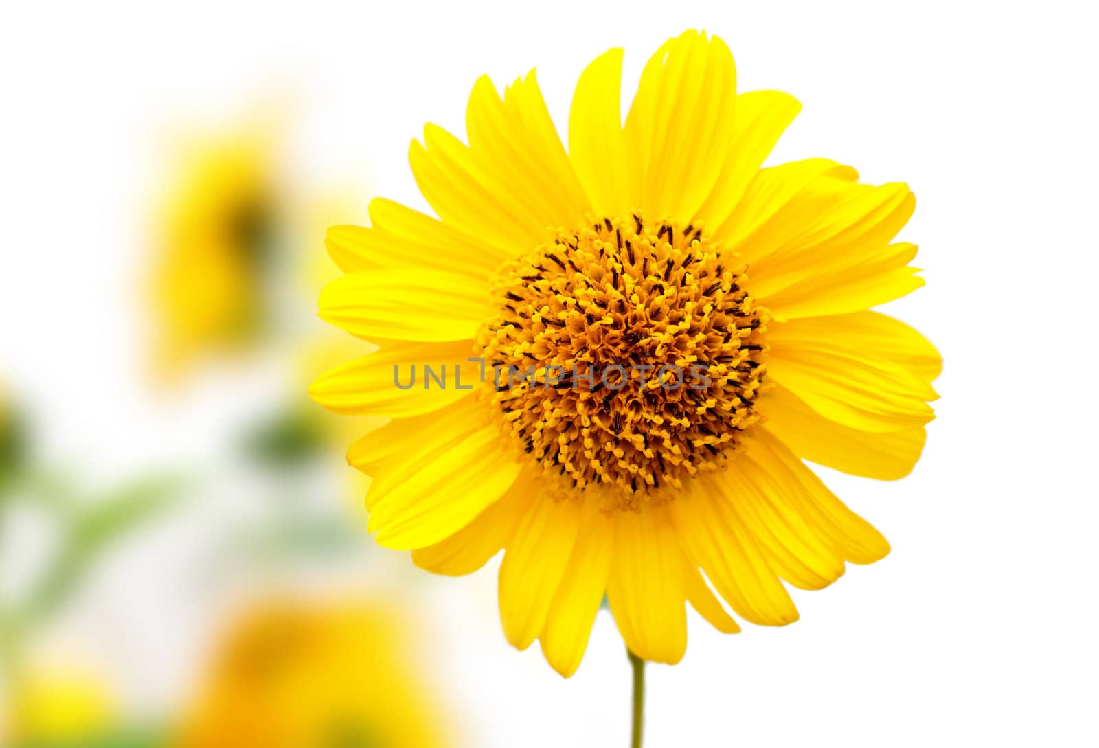 yellow fresh flower of camomile by motorolka