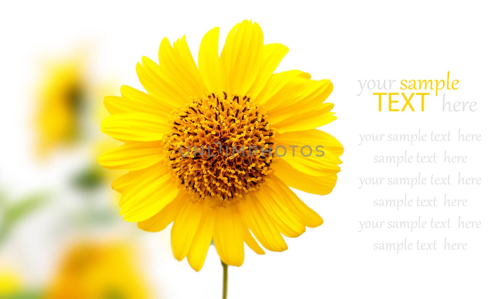 yellow fresh flower of camomile by motorolka
