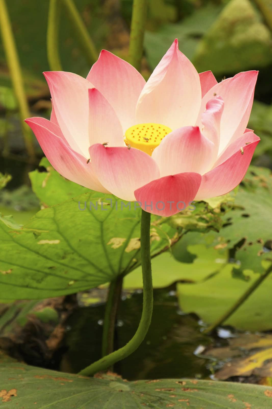 Lotus flower